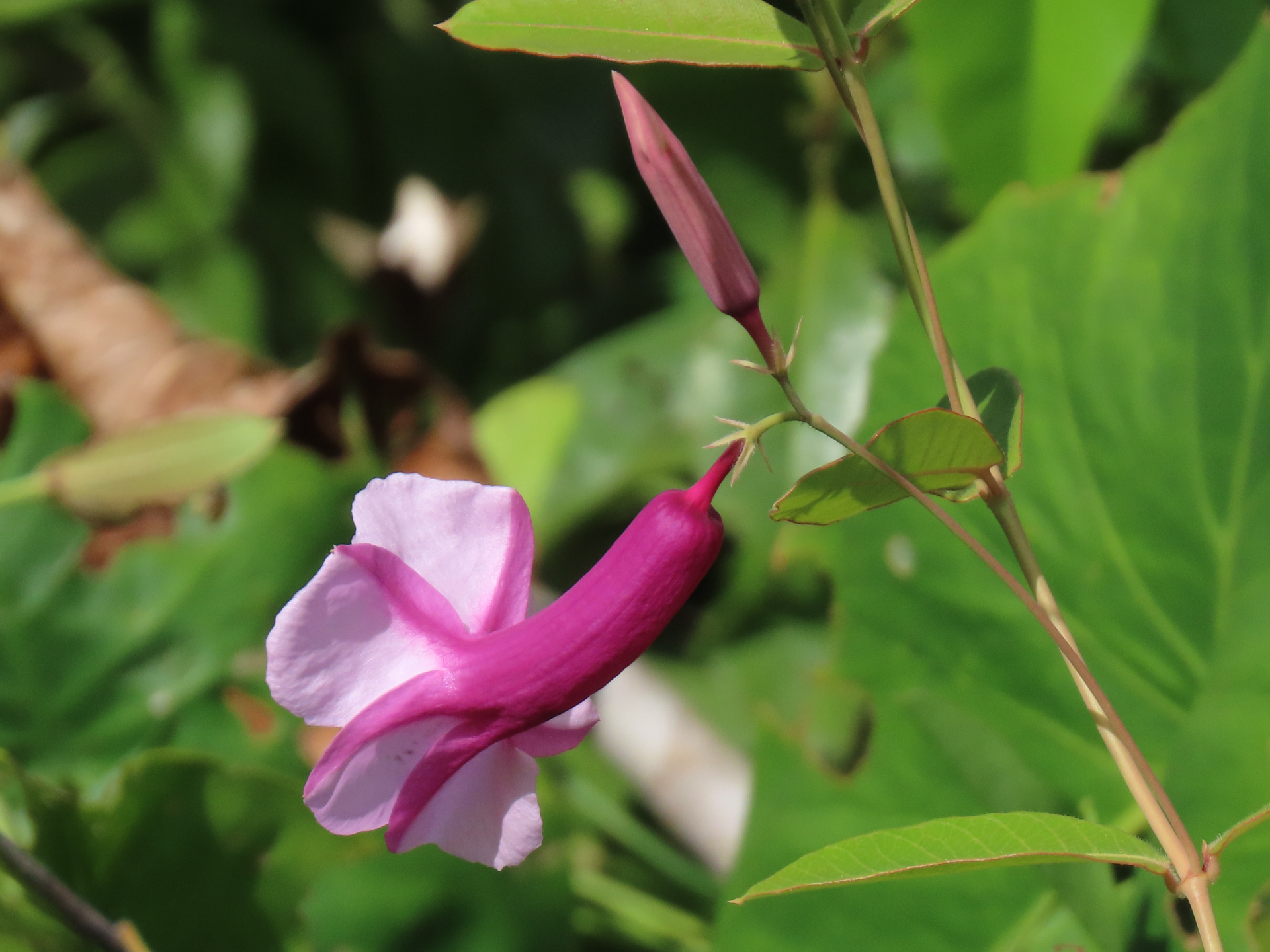 Rhabdadenia madida (Vell.) Miers - Photo Bivouac Naturaliste