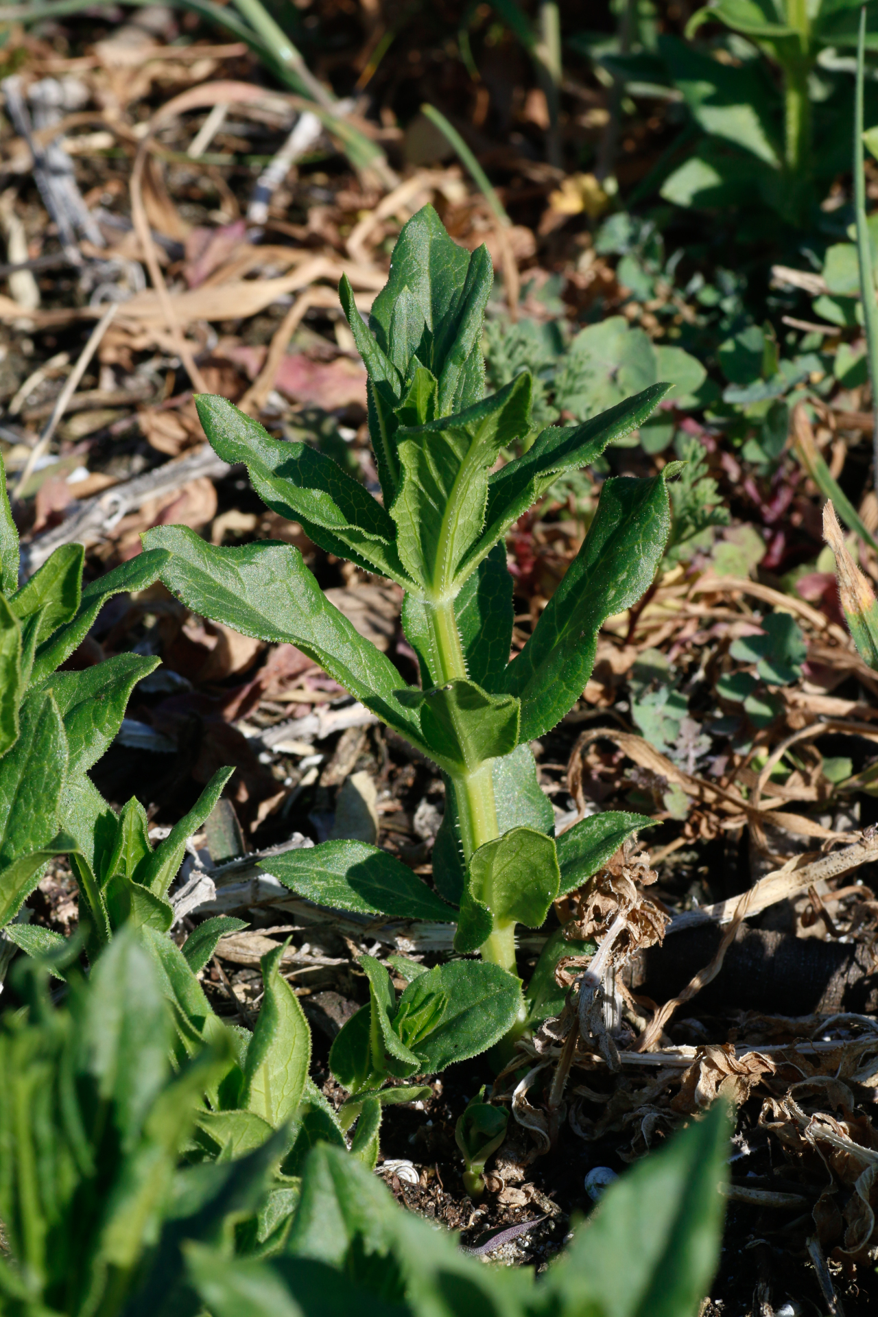 Rubia tinctorum L. - Photo Bivouac Naturaliste