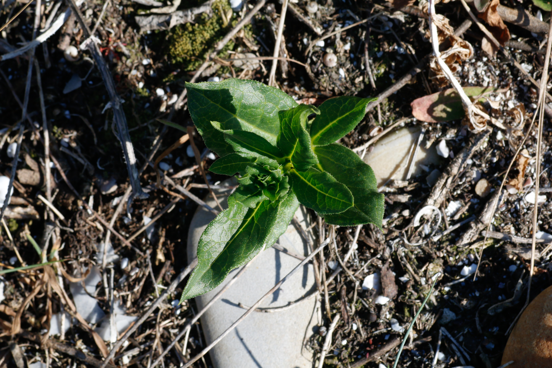 Rubia tinctorum L. - Photo Bivouac Naturaliste