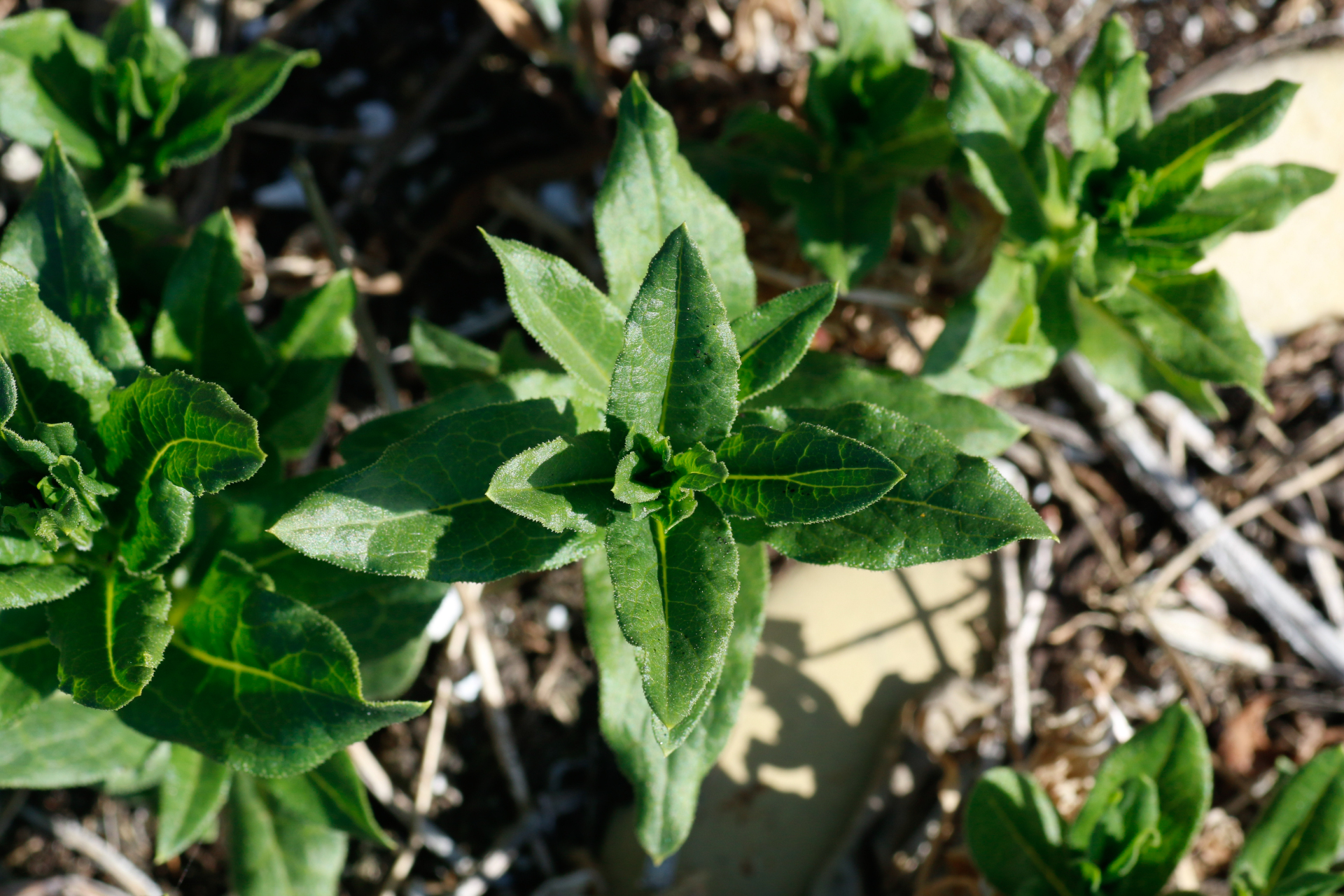 Rubia tinctorum L. - Photo Bivouac Naturaliste
