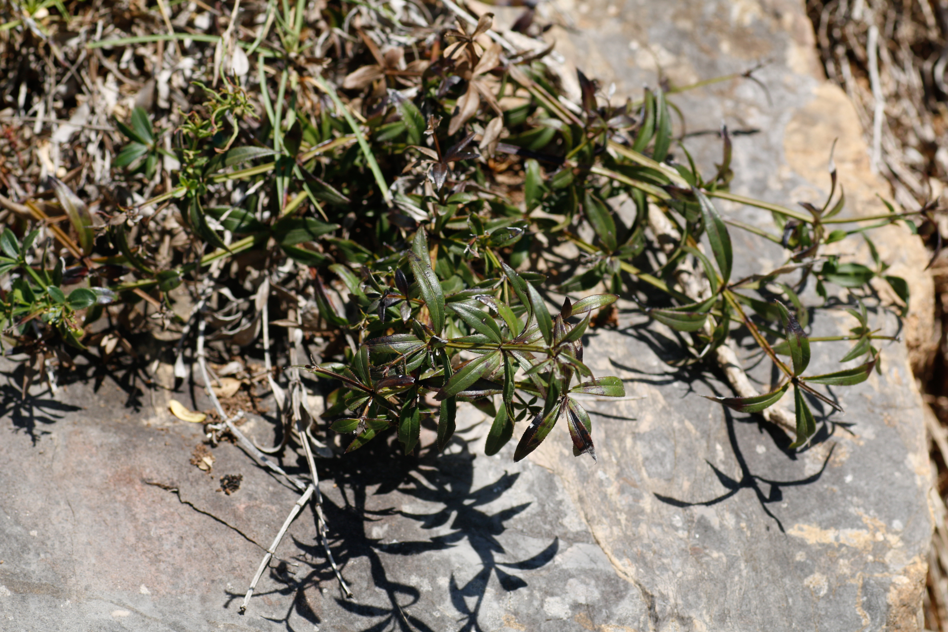 Rubia peregrina subsp. peregrina - Photo Bivouac Naturaliste