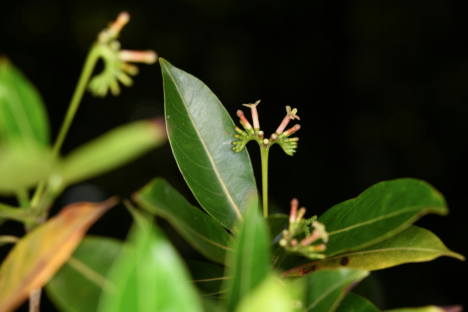 Stenostomum resinosum (Vahl) Griseb. - Photo Bivouac Naturaliste