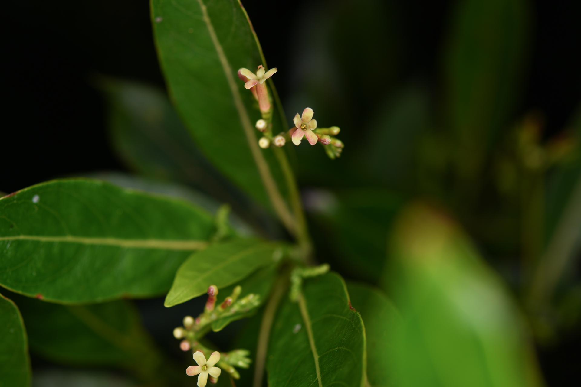 Stenostomum resinosum (Vahl) Griseb. - Photo Bivouac Naturaliste