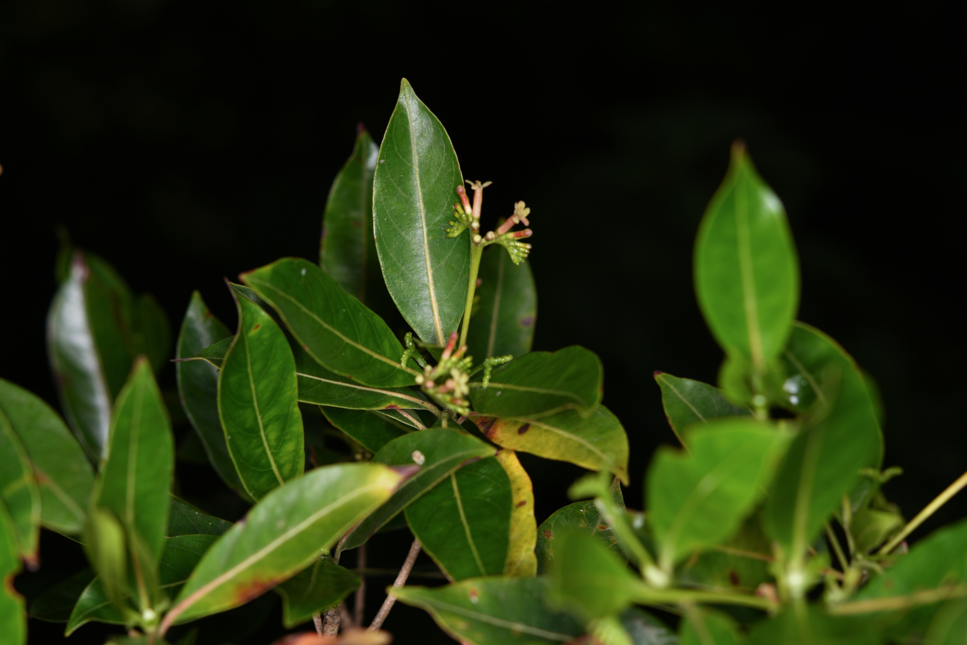 Stenostomum resinosum (Vahl) Griseb. - Photo Bivouac Naturaliste