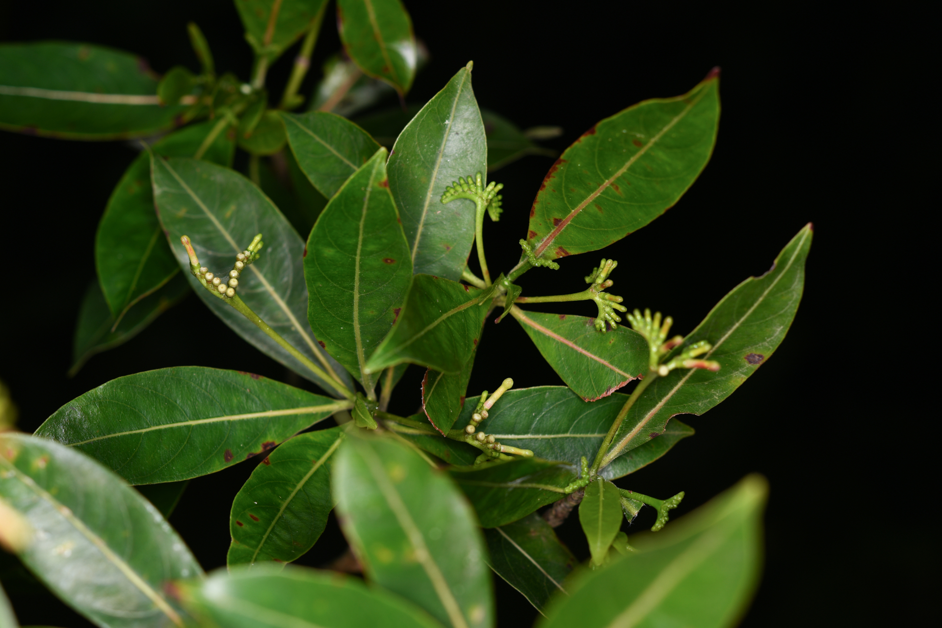 Stenostomum resinosum (Vahl) Griseb. - Photo Bivouac Naturaliste