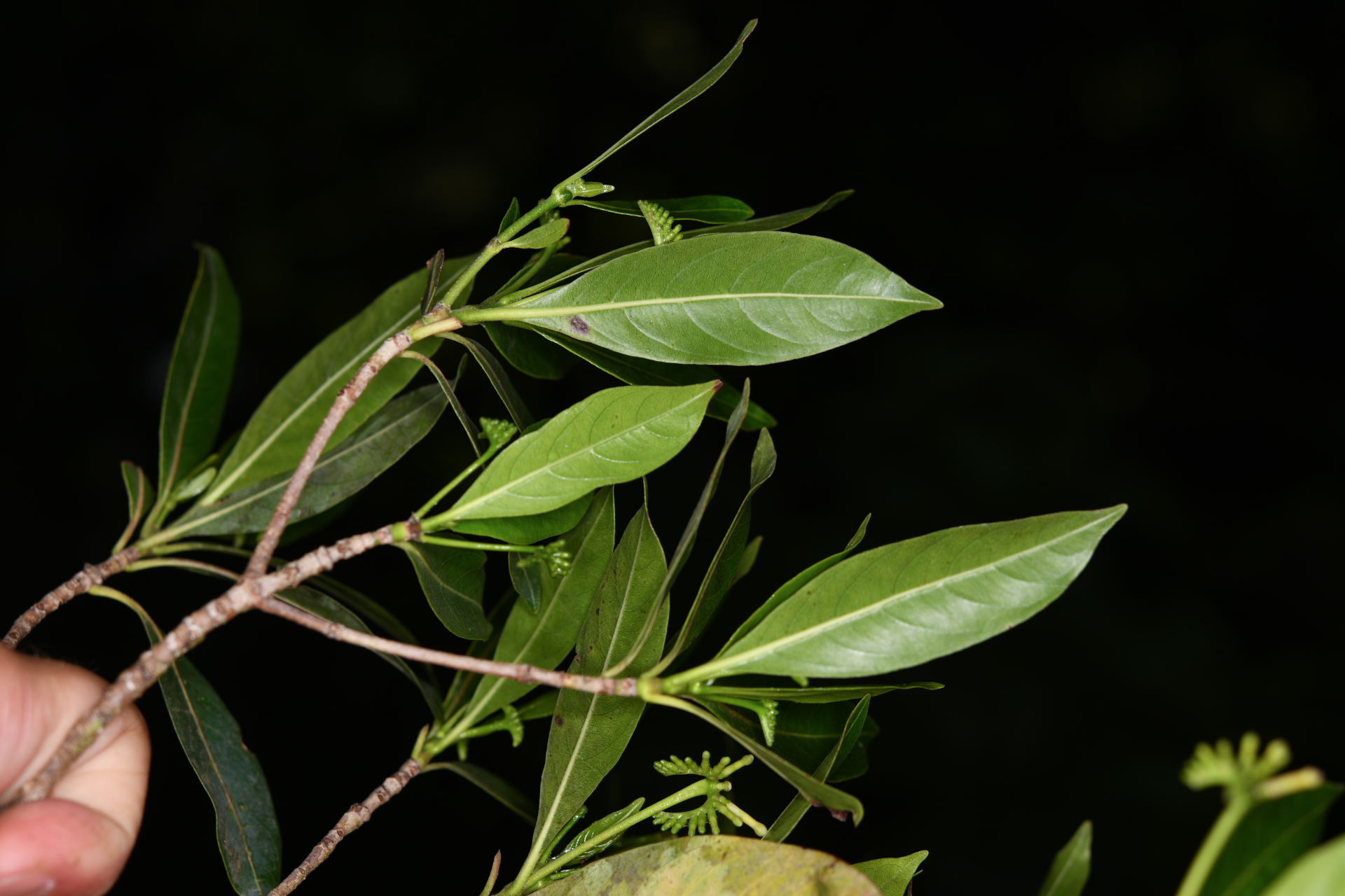 Stenostomum resinosum (Vahl) Griseb. - Photo Bivouac Naturaliste