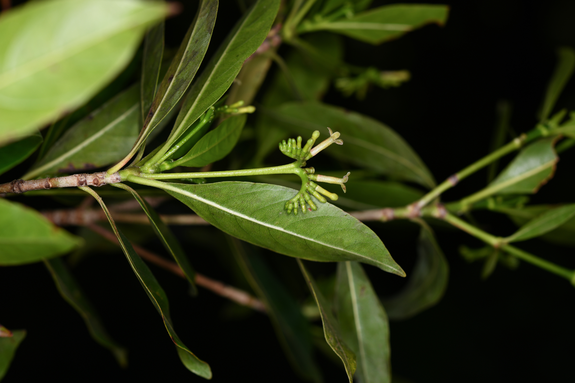 Stenostomum resinosum (Vahl) Griseb. - Photo Bivouac Naturaliste