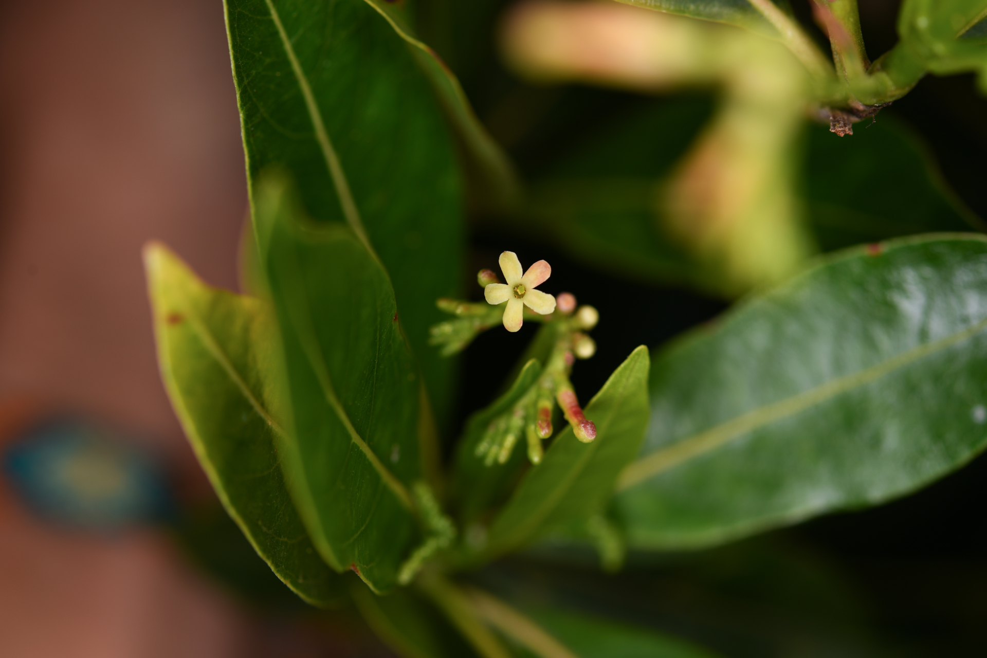 Stenostomum resinosum (Vahl) Griseb. - Photo Bivouac Naturaliste