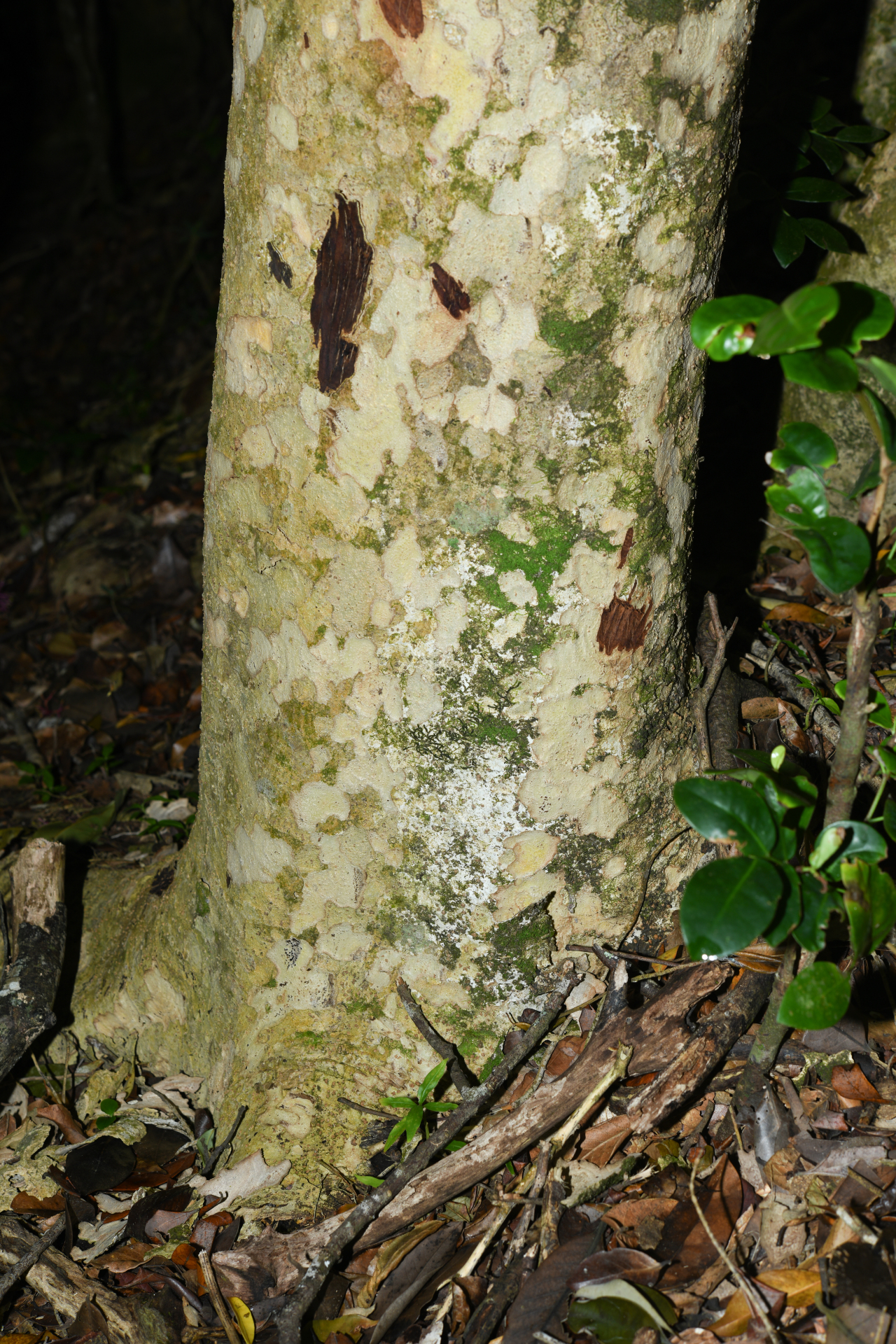 Stenostomum resinosum (Vahl) Griseb. - Photo Bivouac Naturaliste
