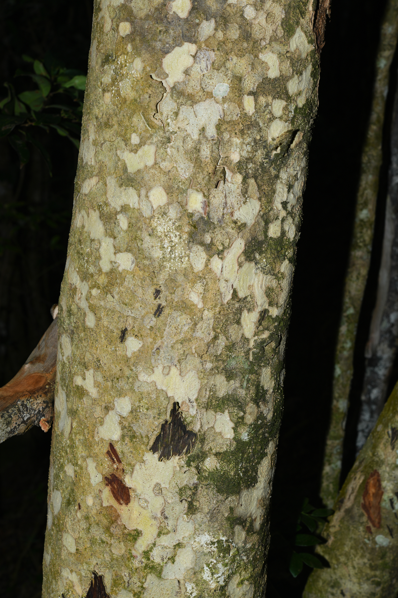 Stenostomum resinosum (Vahl) Griseb. - Photo Bivouac Naturaliste