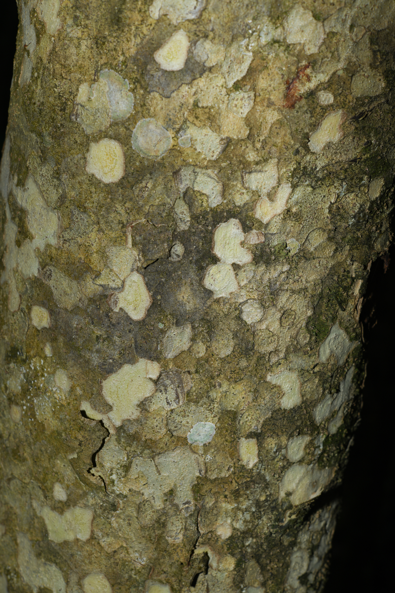 Stenostomum resinosum (Vahl) Griseb. - Photo Bivouac Naturaliste