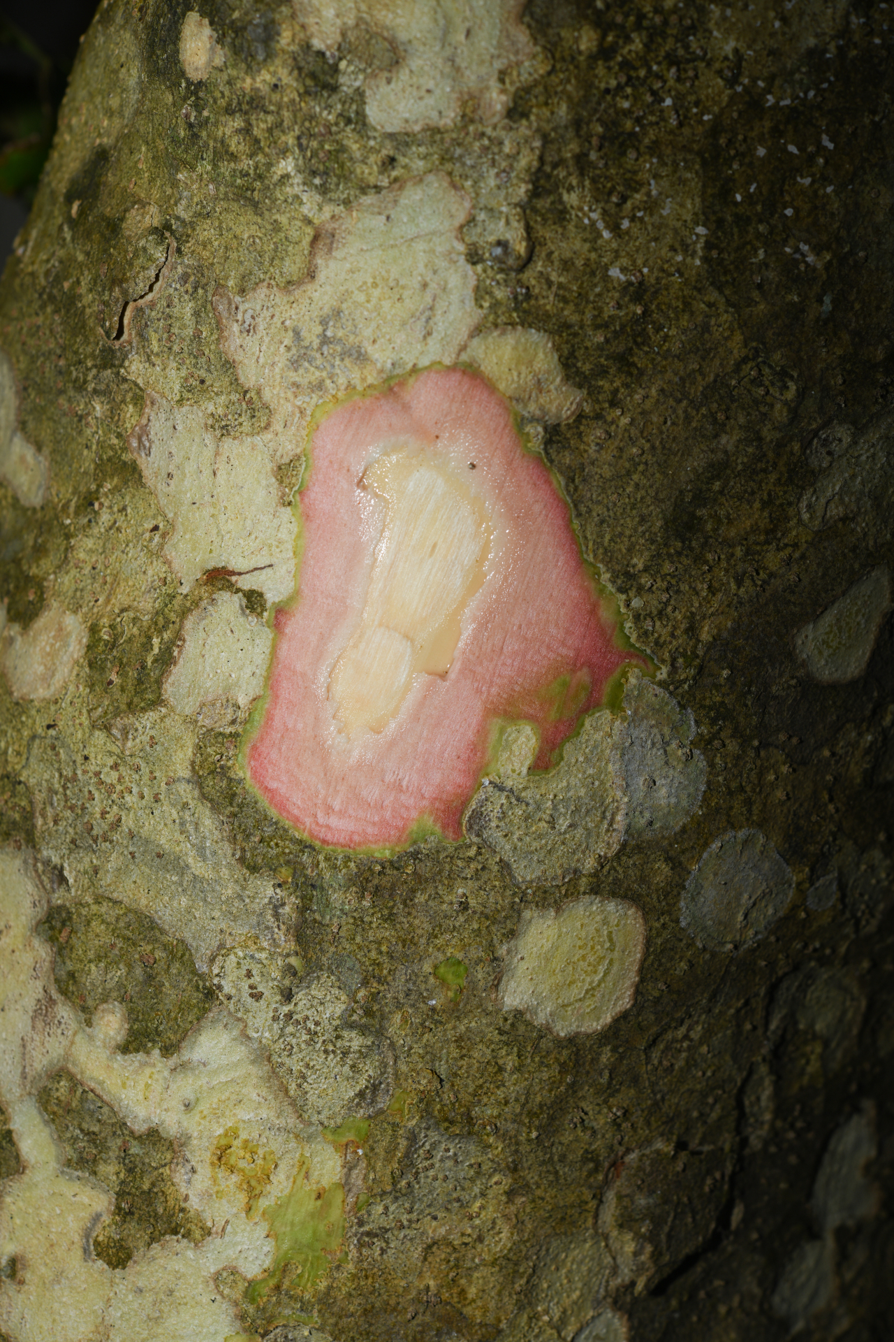 Stenostomum resinosum (Vahl) Griseb. - Photo Bivouac Naturaliste