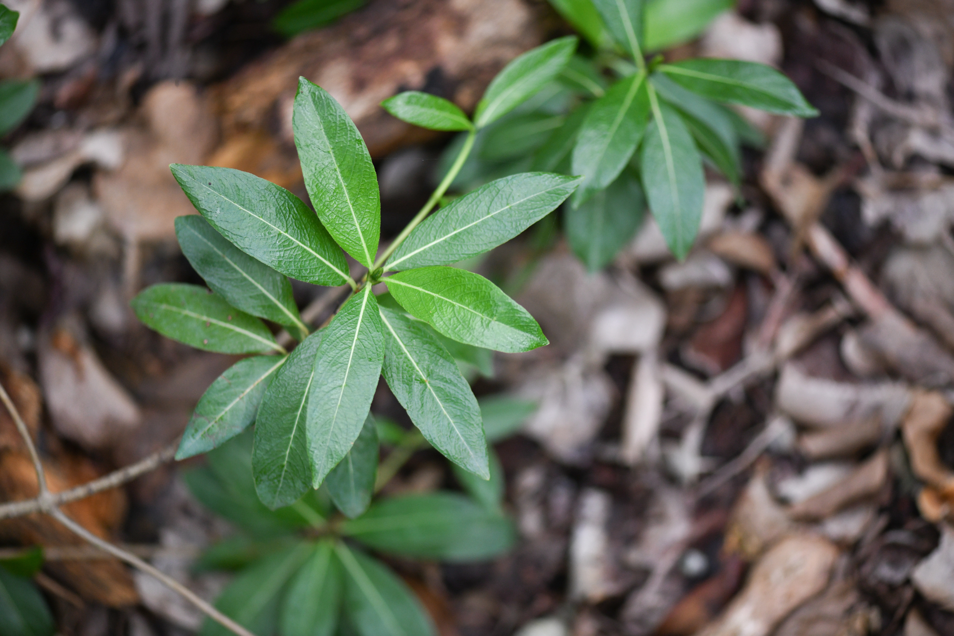 Stenostomum acutatum DC. - Photo Bivouac Naturaliste