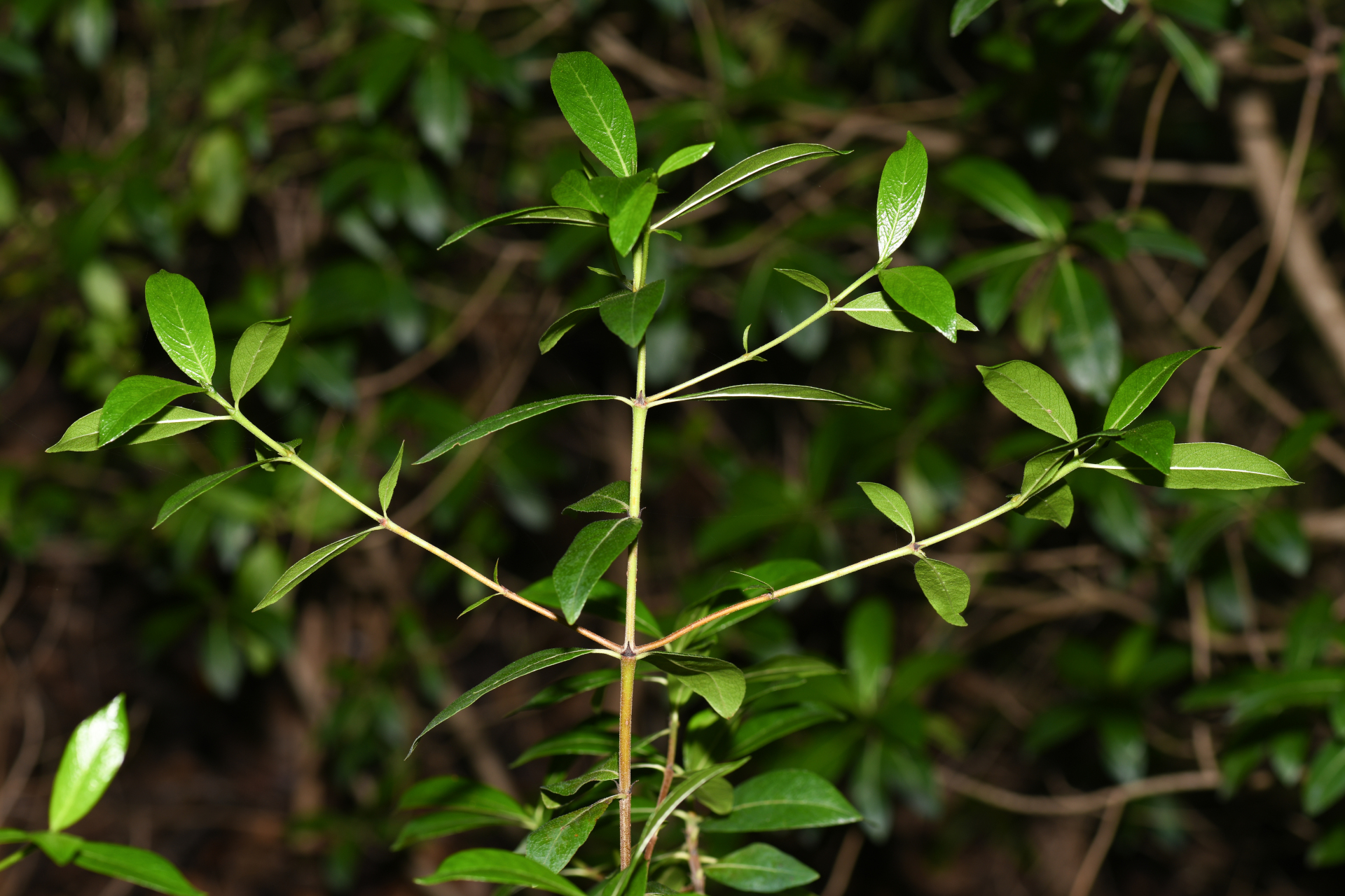 Stenostomum acutatum DC. - Photo Bivouac Naturaliste