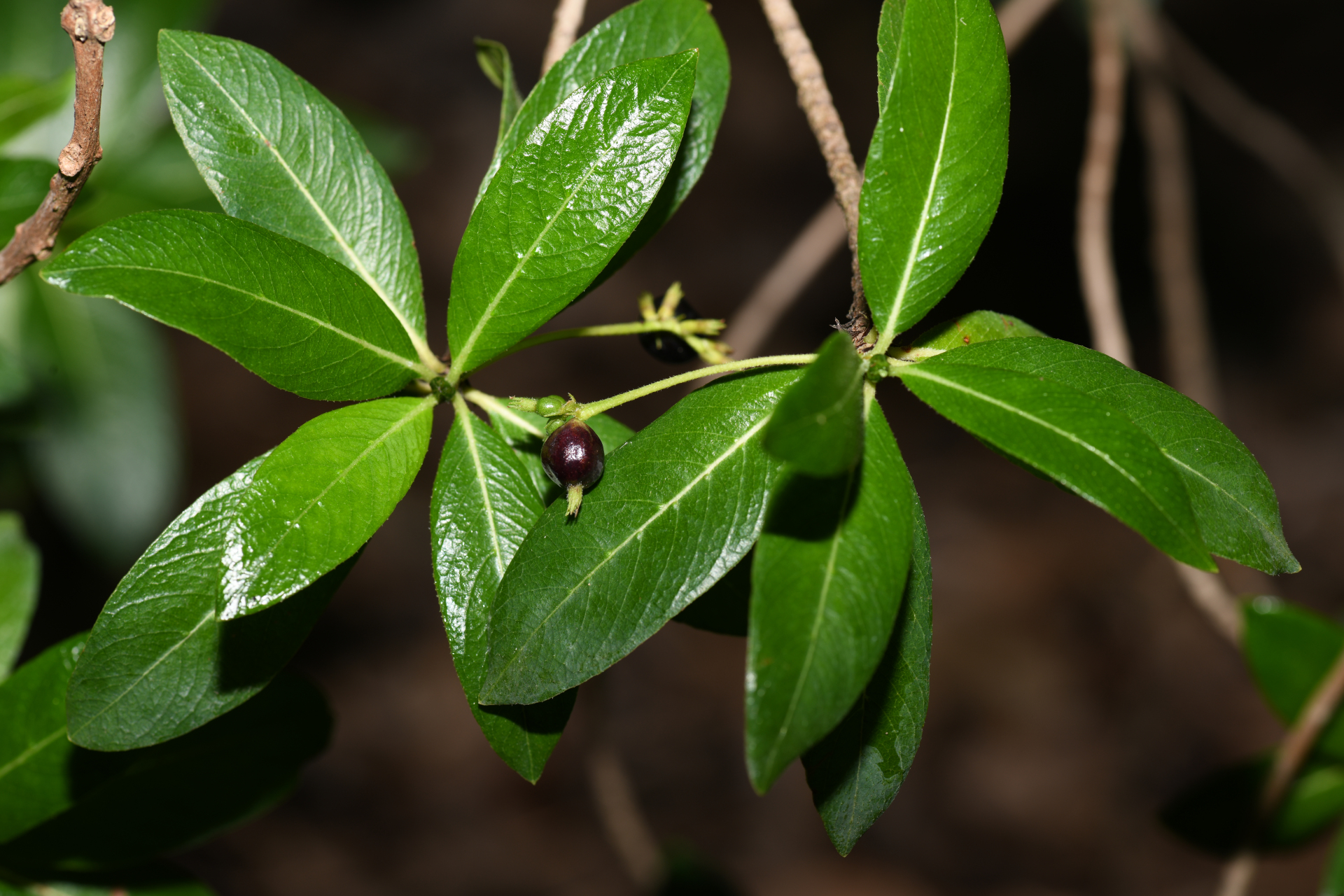 Stenostomum acutatum DC. - Photo Bivouac Naturaliste