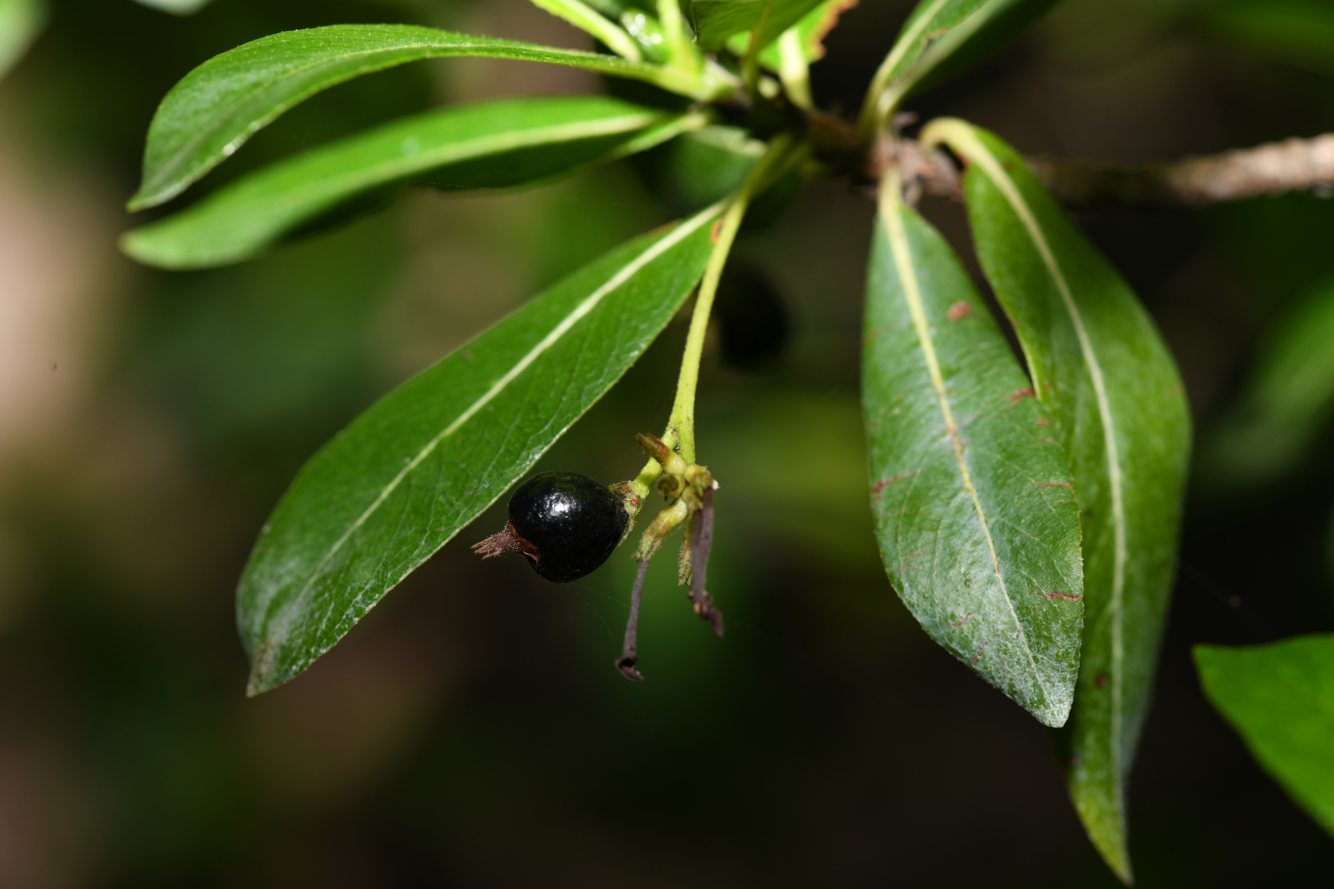 Stenostomum acutatum DC. - Photo Bivouac Naturaliste