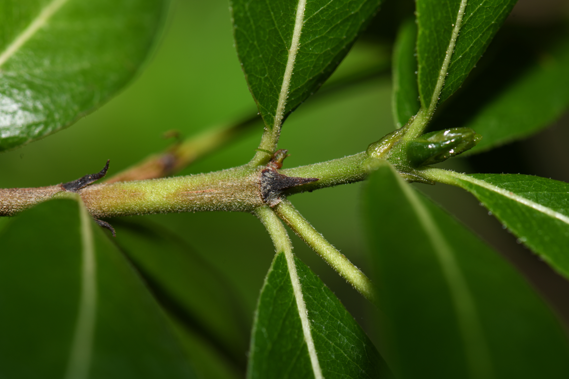 Stenostomum acutatum DC. - Photo Bivouac Naturaliste