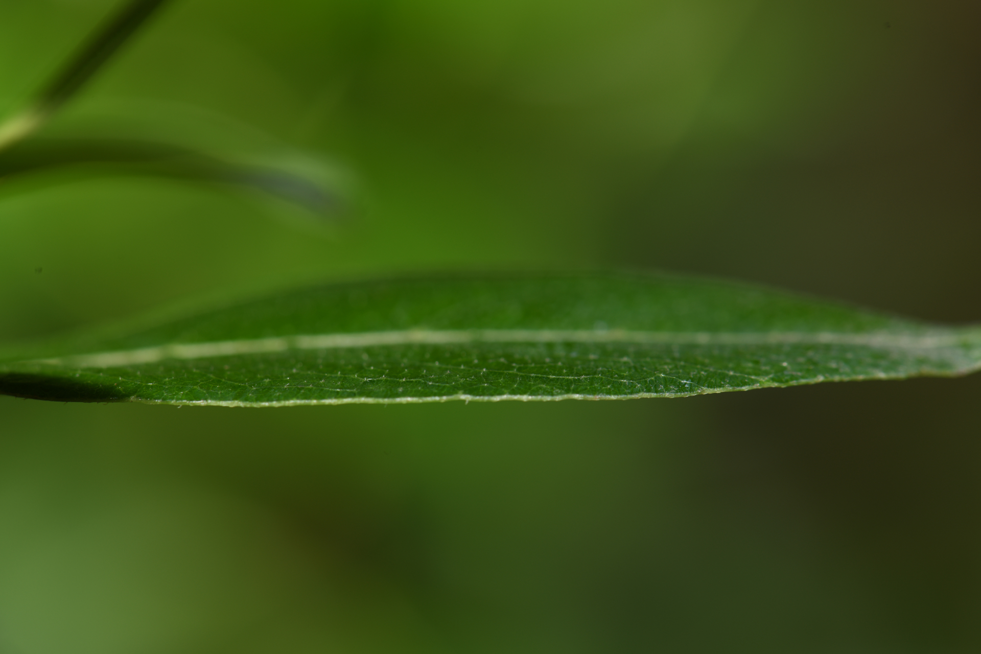 Stenostomum acutatum DC. - Photo Bivouac Naturaliste