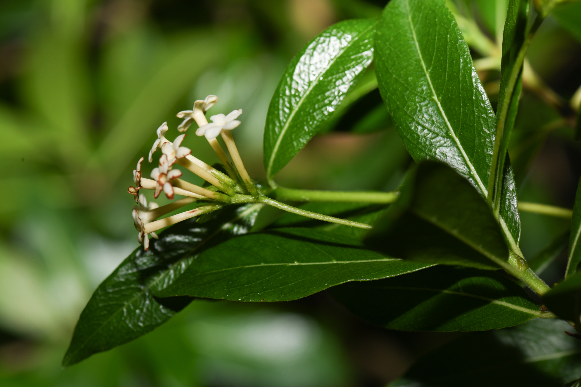 Stenostomum acutatum DC. - Photo Bivouac Naturaliste