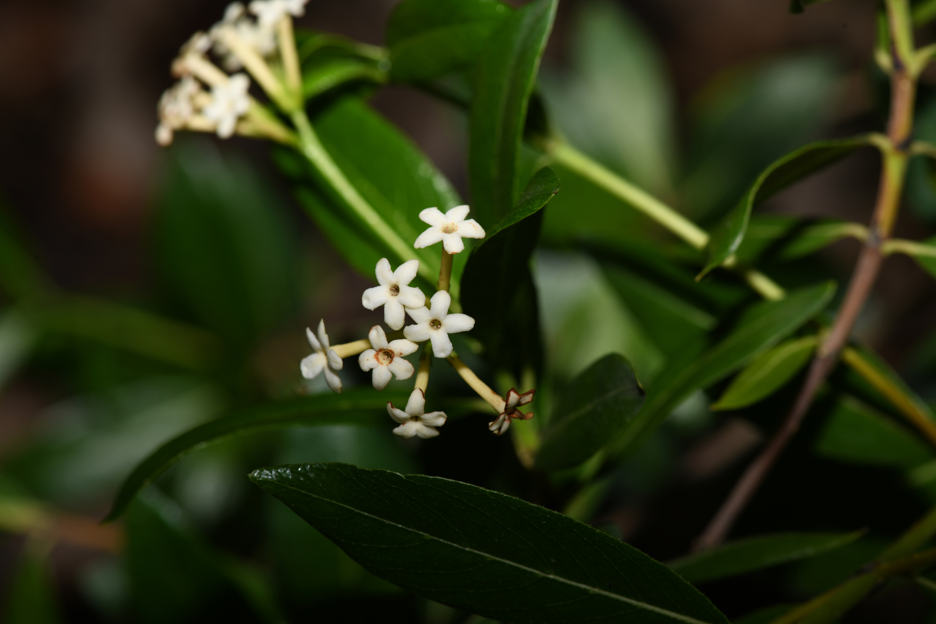 Stenostomum acutatum DC. - Photo Bivouac Naturaliste