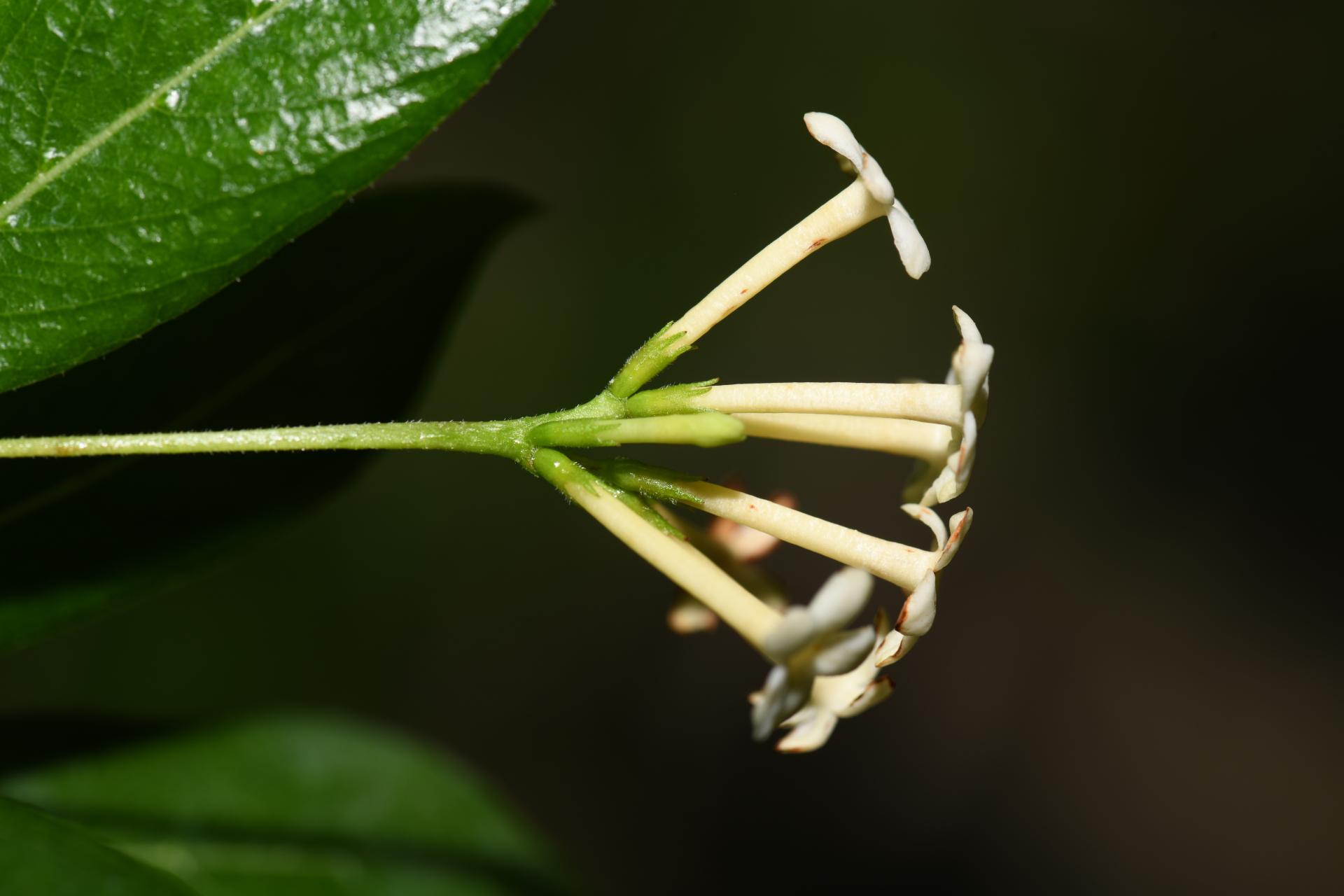 Stenostomum acutatum DC. - Photo Bivouac Naturaliste