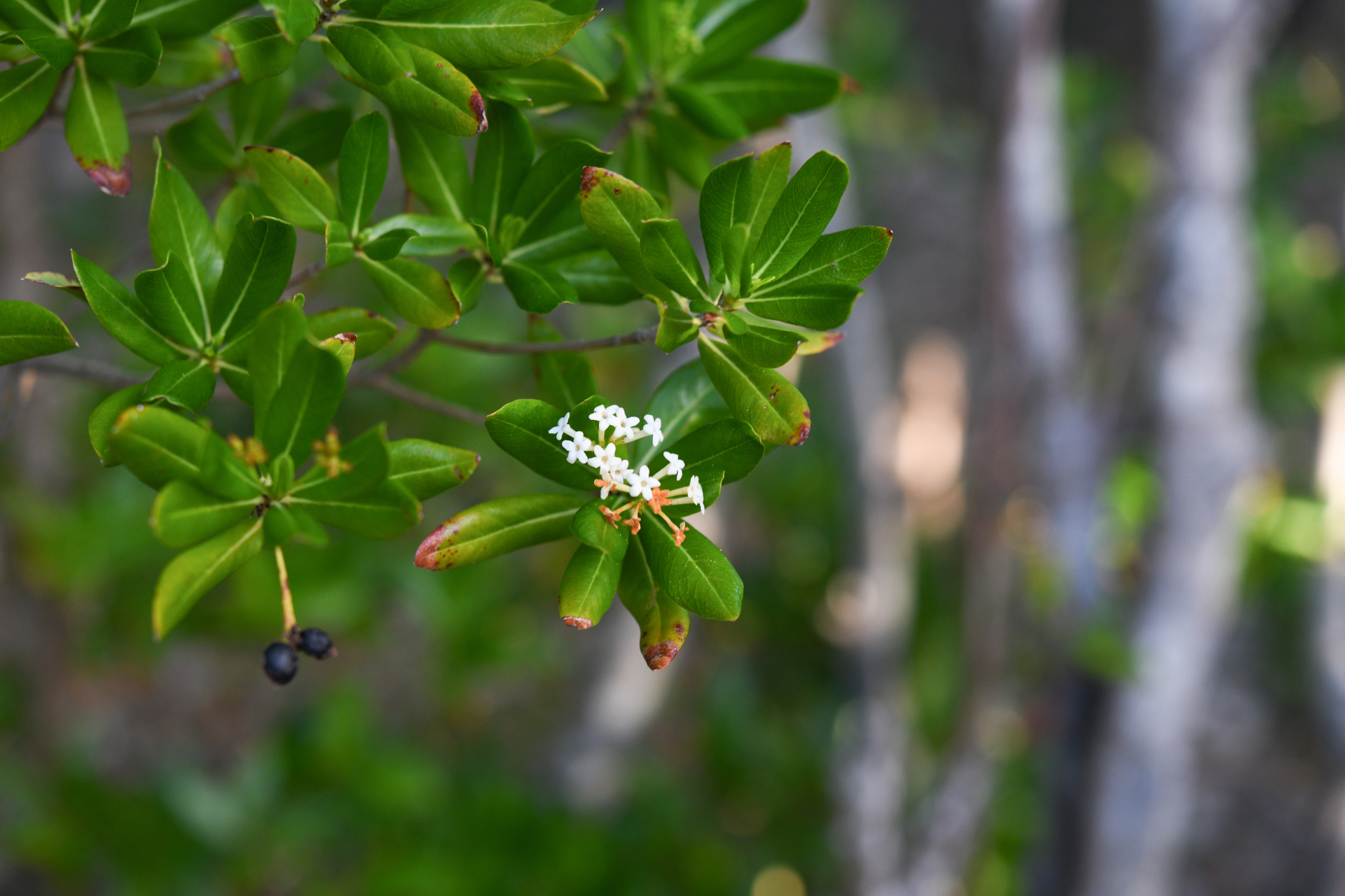 Stenostomum acutatum DC. - Photo Bivouac Naturaliste