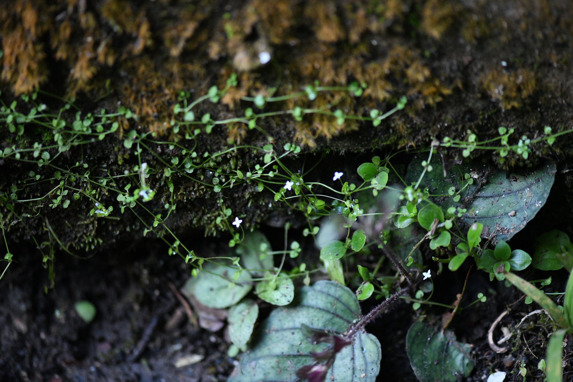 Hedyotis callitrichoides (Griseb.) W.H.Lewis - Photo Bivouac Naturaliste