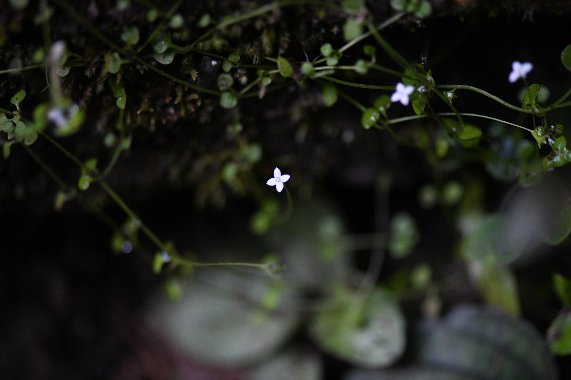 Hedyotis callitrichoides (Griseb.) W.H.Lewis - Photo Bivouac Naturaliste