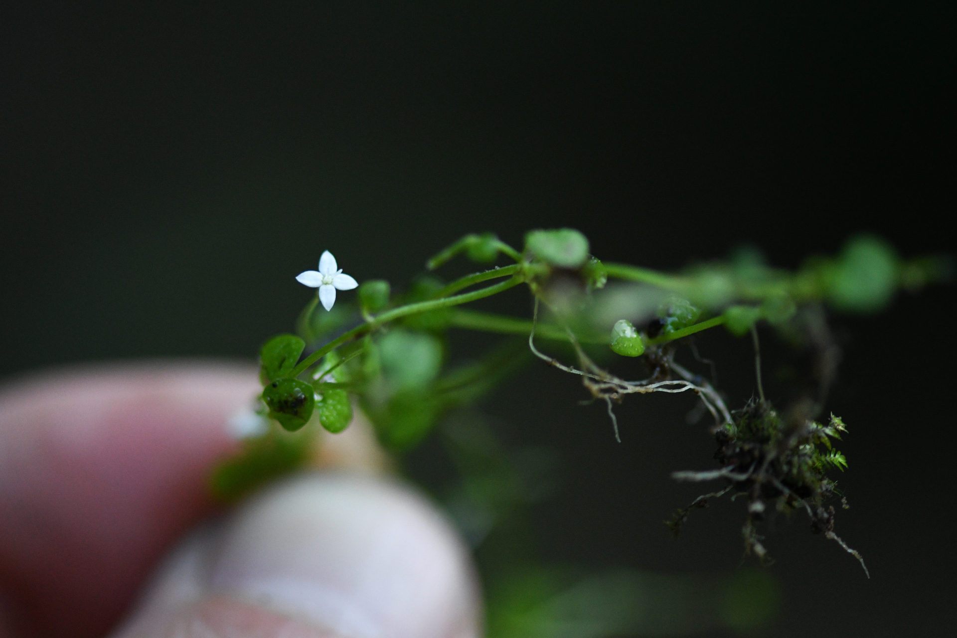 Hedyotis callitrichoides (Griseb.) W.H.Lewis - Photo Bivouac Naturaliste