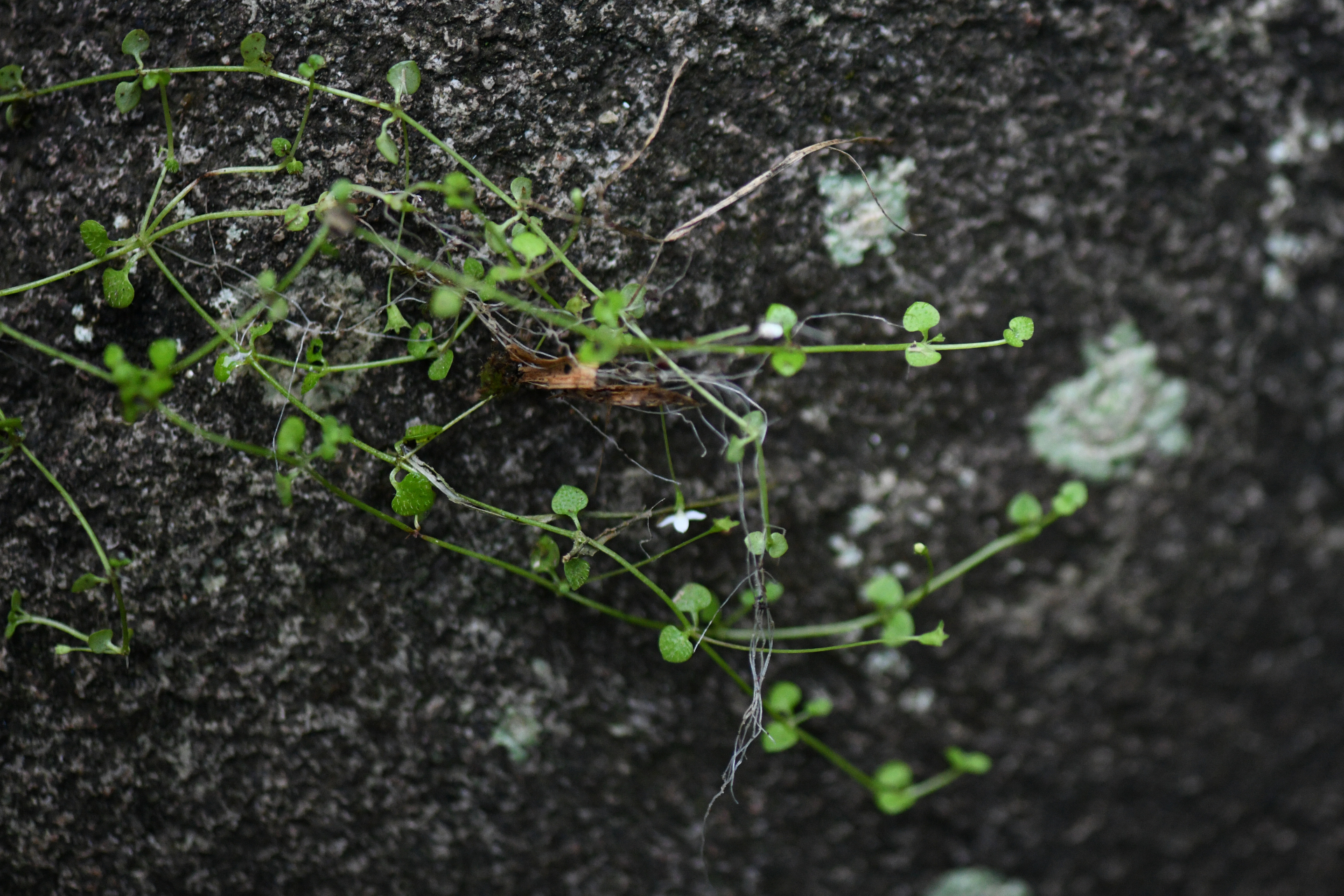 Hedyotis callitrichoides (Griseb.) W.H.Lewis - Photo Bivouac Naturaliste