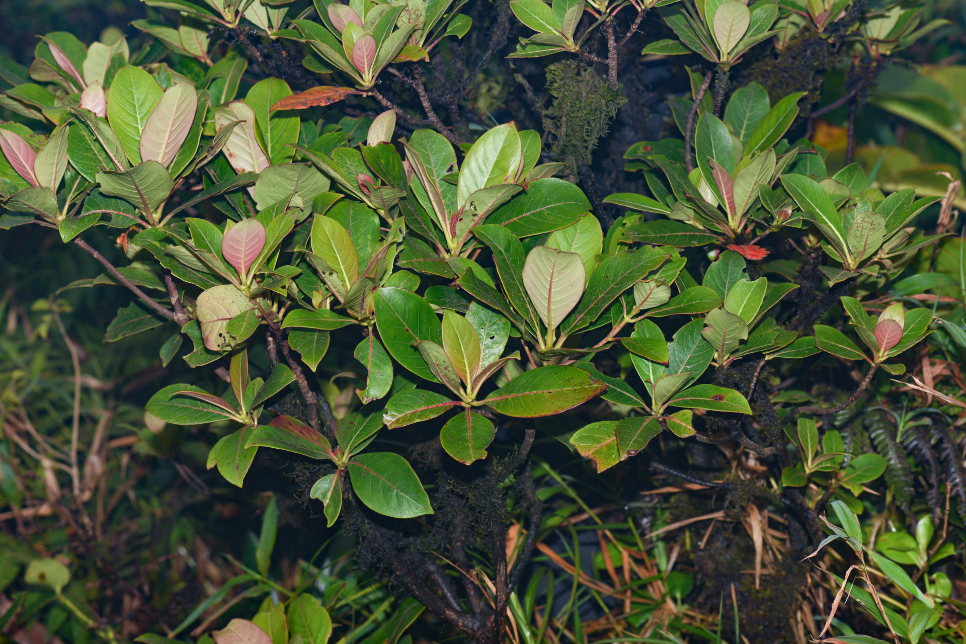 Rondeletia parviflora Poir. - Photo Bivouac Naturaliste