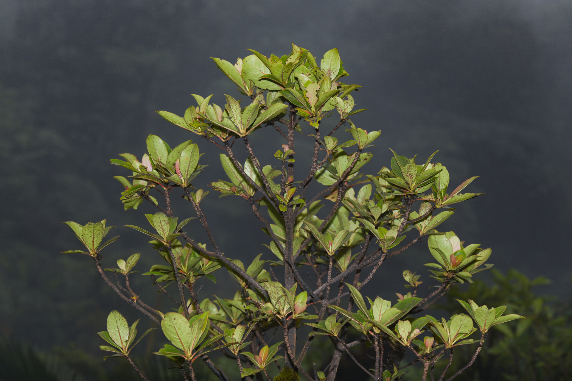 Rondeletia parviflora Poir. - Photo Bivouac Naturaliste