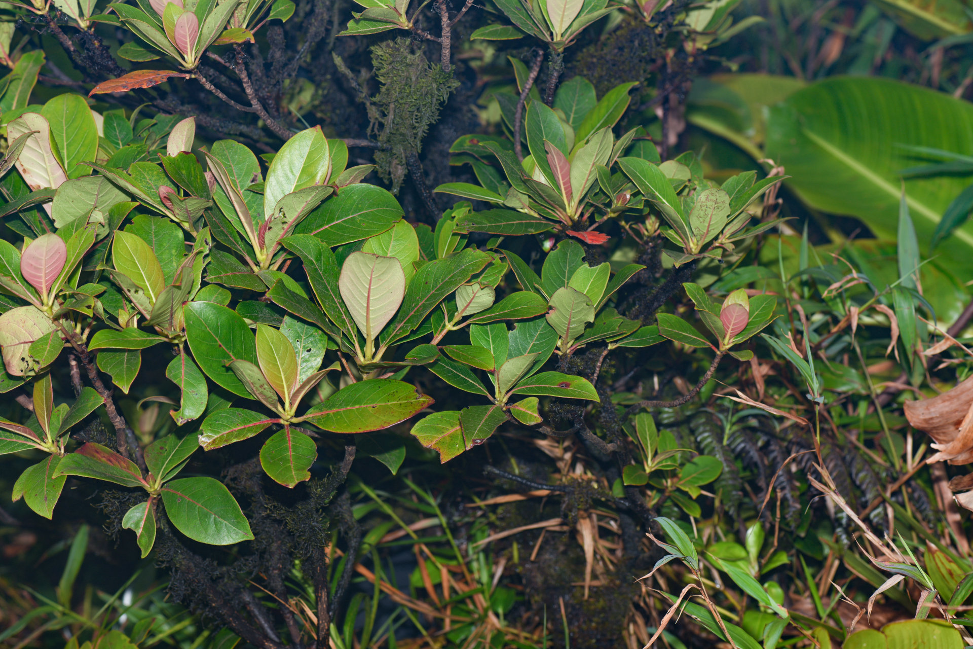 Rondeletia parviflora Poir. - Photo Bivouac Naturaliste