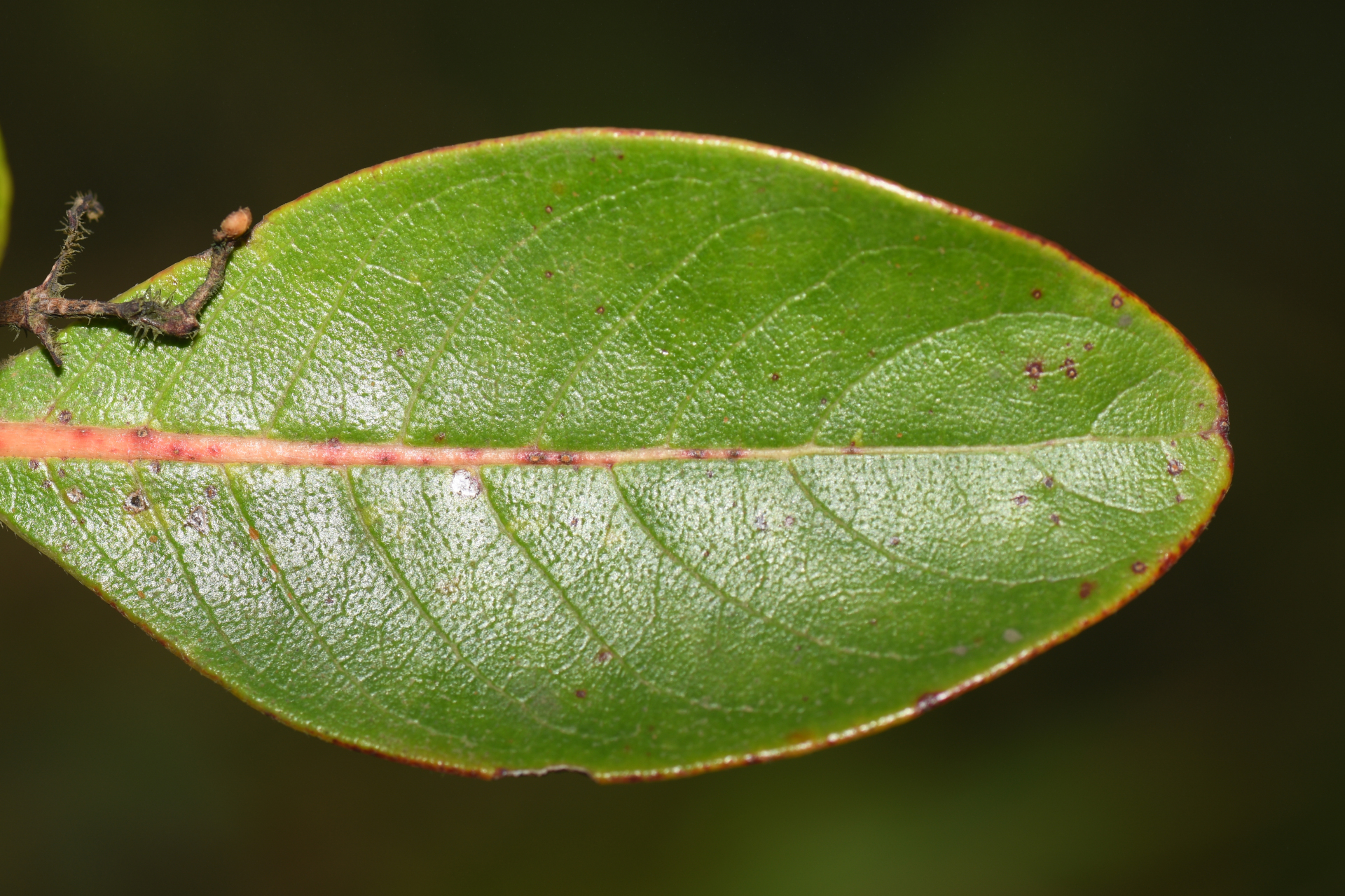 Rondeletia parviflora Poir. - Photo Bivouac Naturaliste