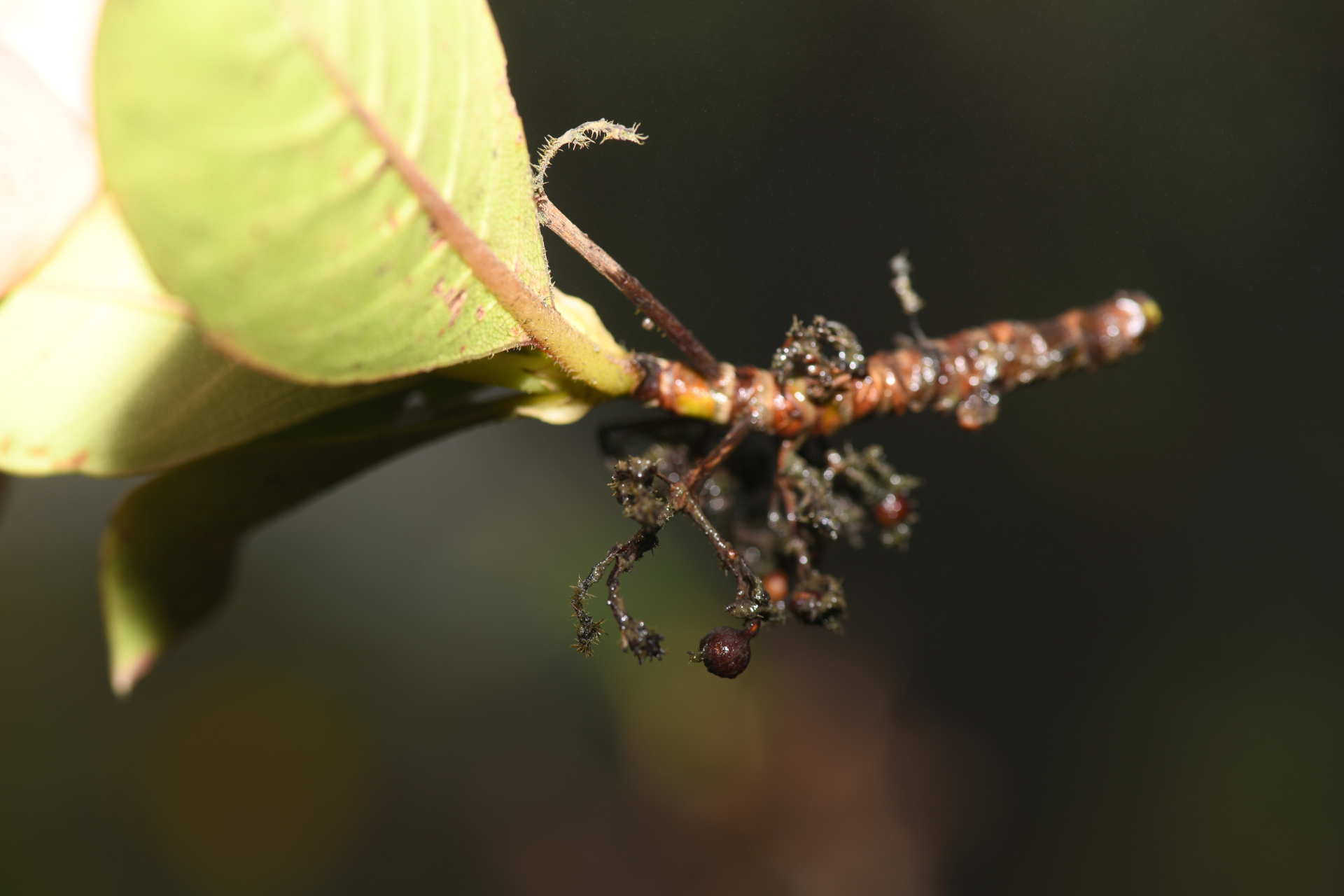 Rondeletia parviflora Poir. - Photo Bivouac Naturaliste