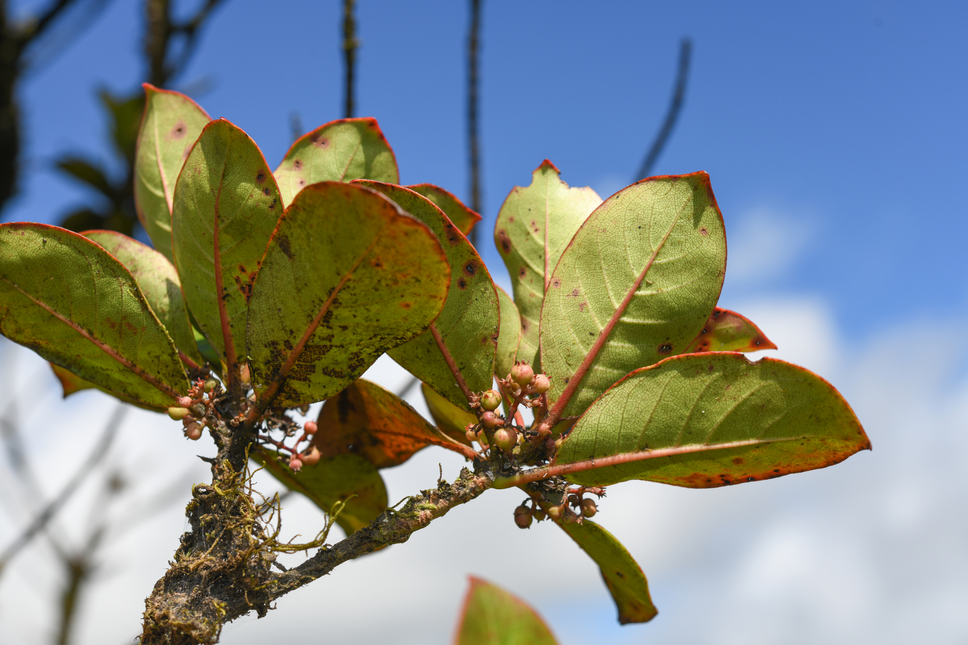 Rondeletia parviflora Poir. - Photo Bivouac Naturaliste