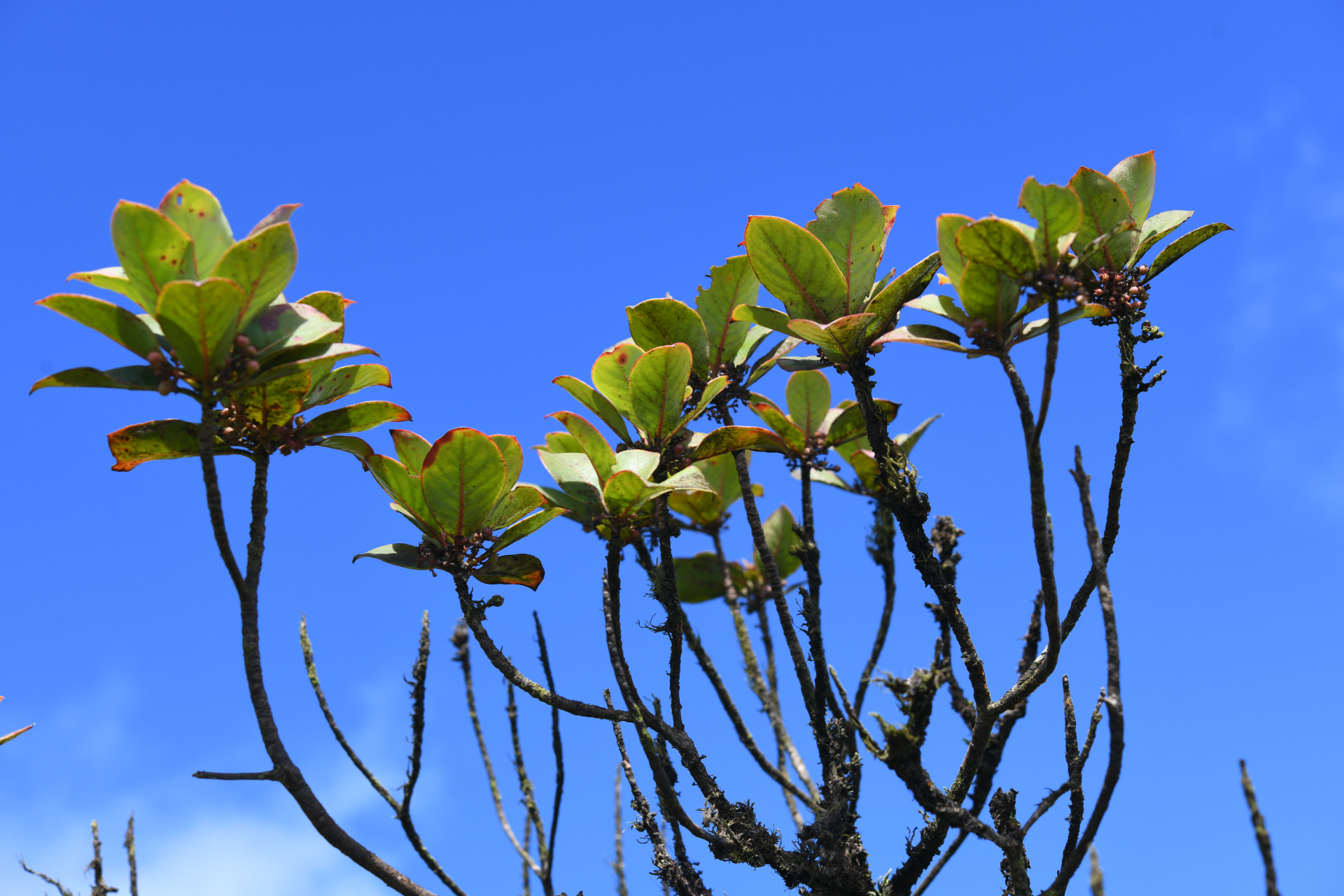 Rondeletia parviflora Poir. - Photo Bivouac Naturaliste