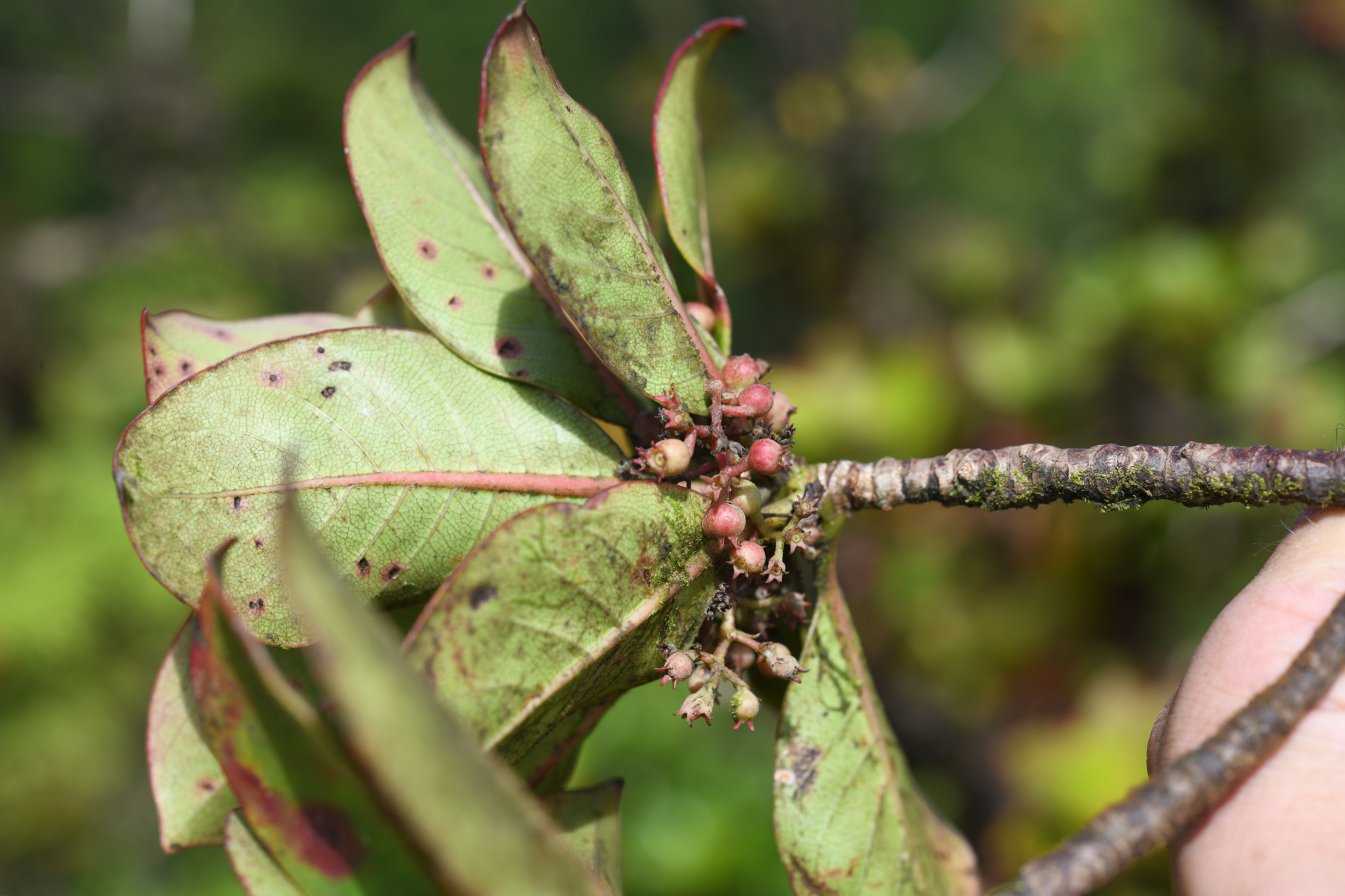 Rondeletia parviflora Poir. - Photo Bivouac Naturaliste