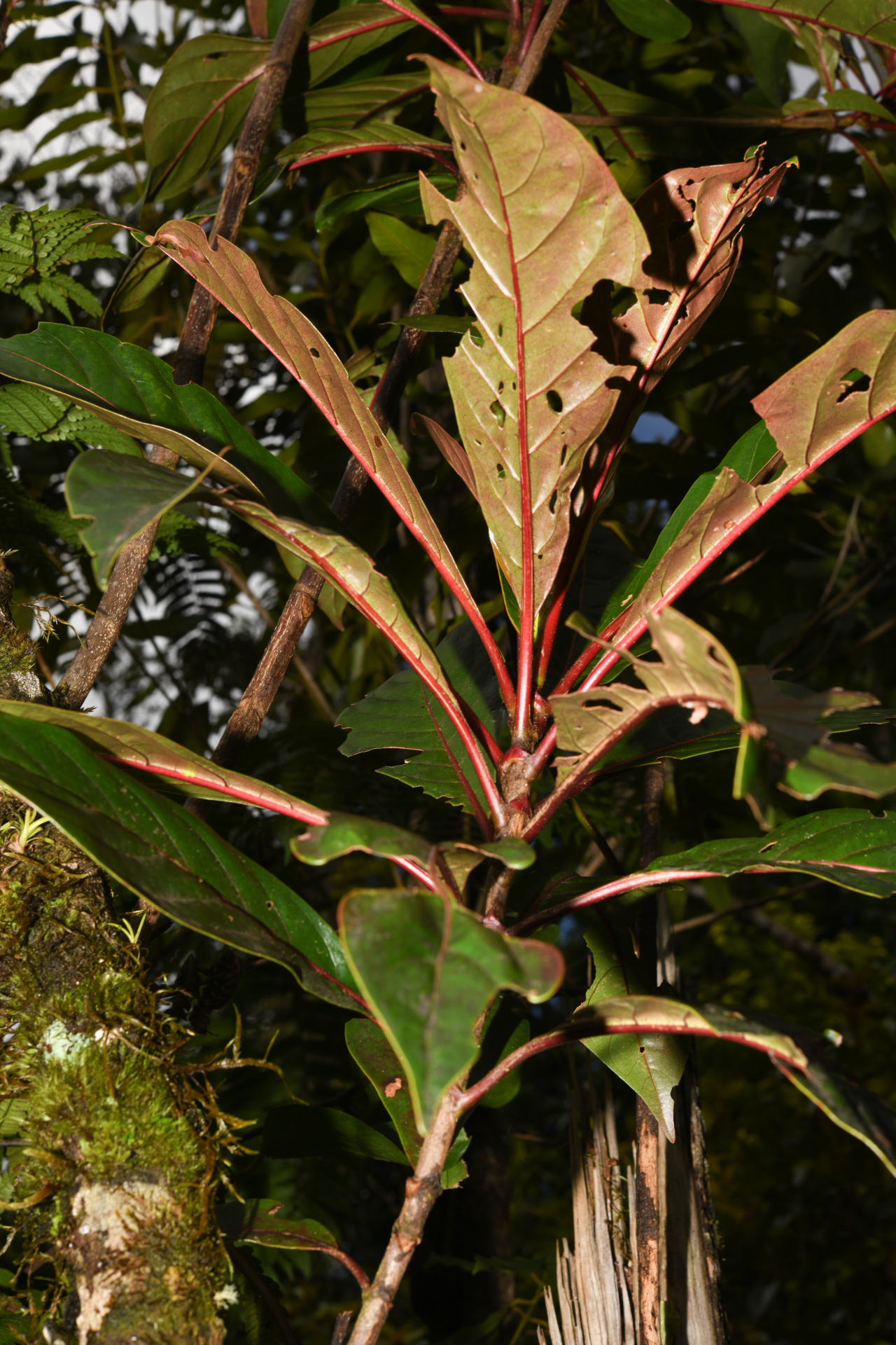 Rondeletia parviflora Poir. - Photo Bivouac Naturaliste