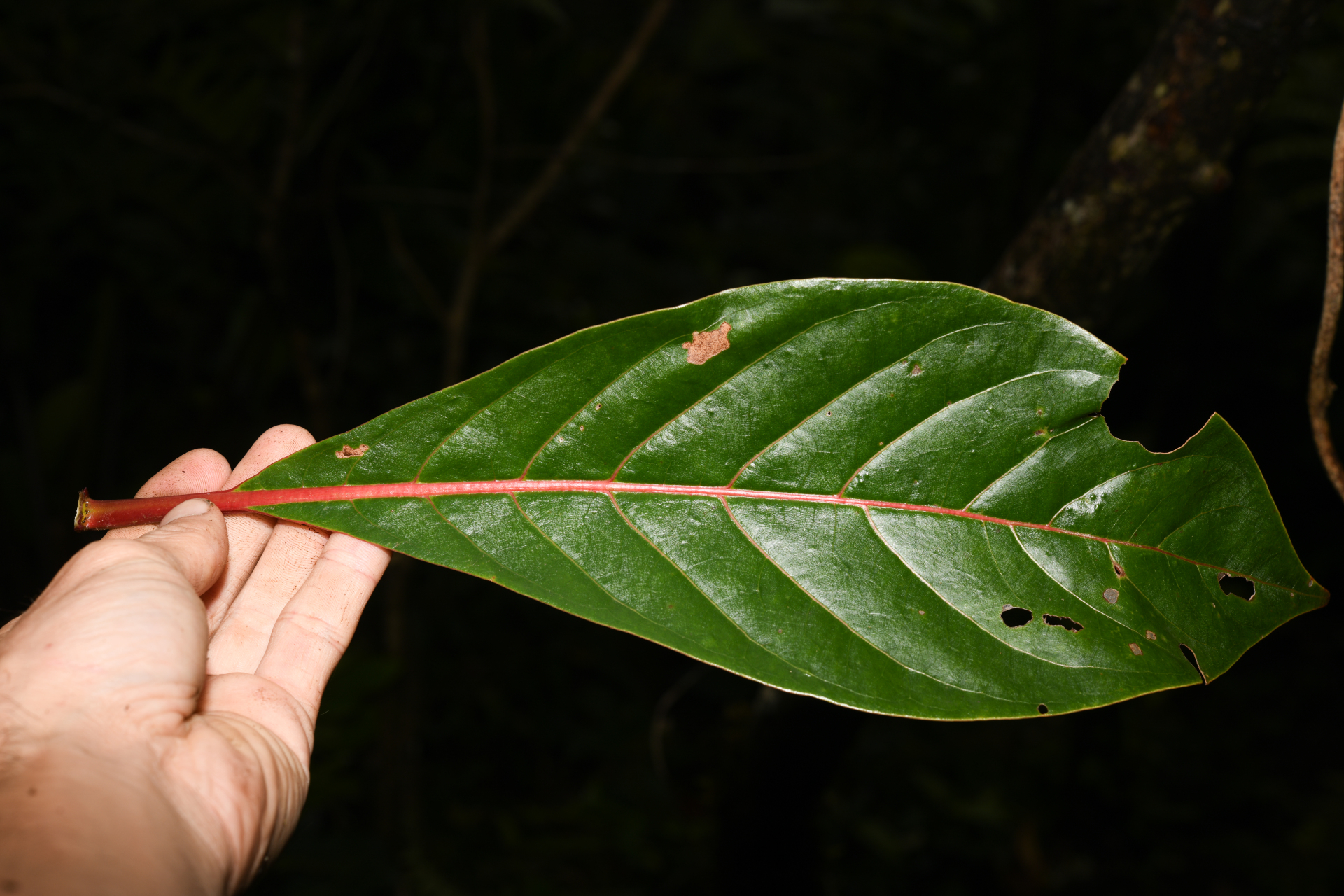 Rondeletia parviflora Poir. - Photo Bivouac Naturaliste