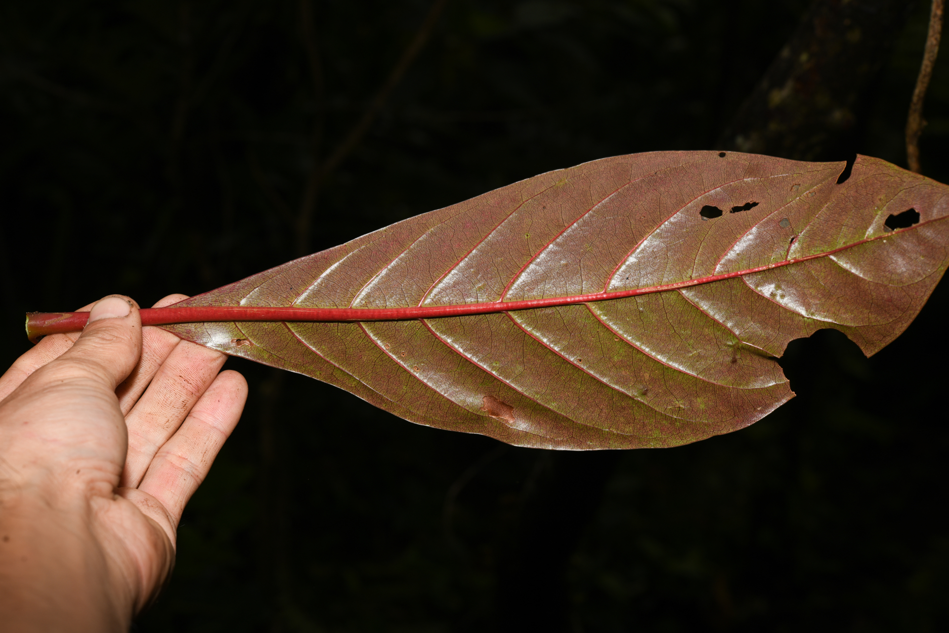 Rondeletia parviflora Poir. - Photo Bivouac Naturaliste
