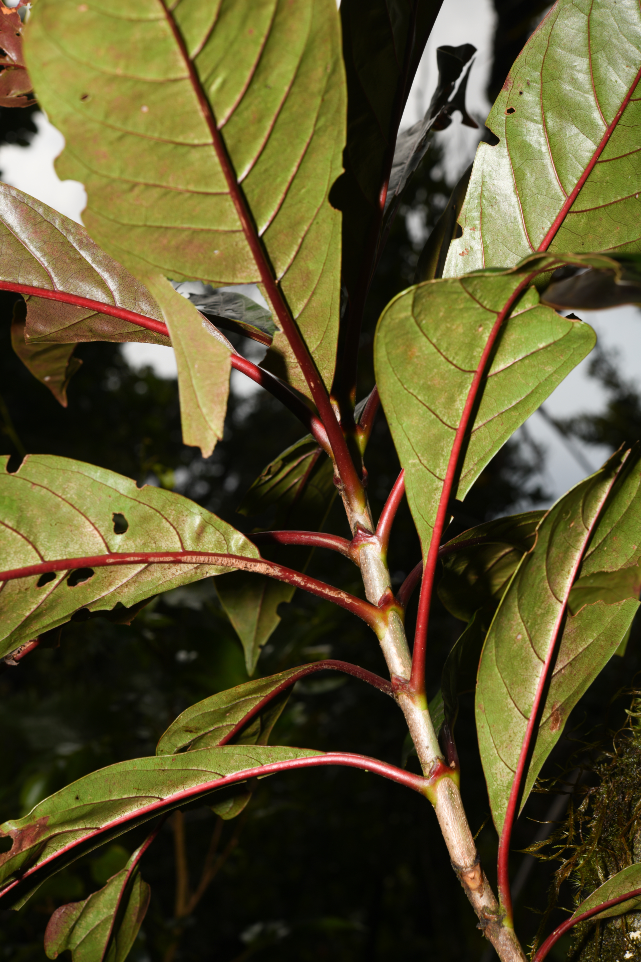 Rondeletia parviflora Poir. - Photo Bivouac Naturaliste