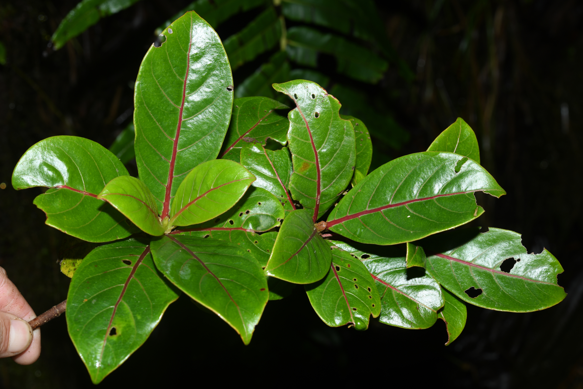 Rondeletia parviflora Poir. - Photo Bivouac Naturaliste
