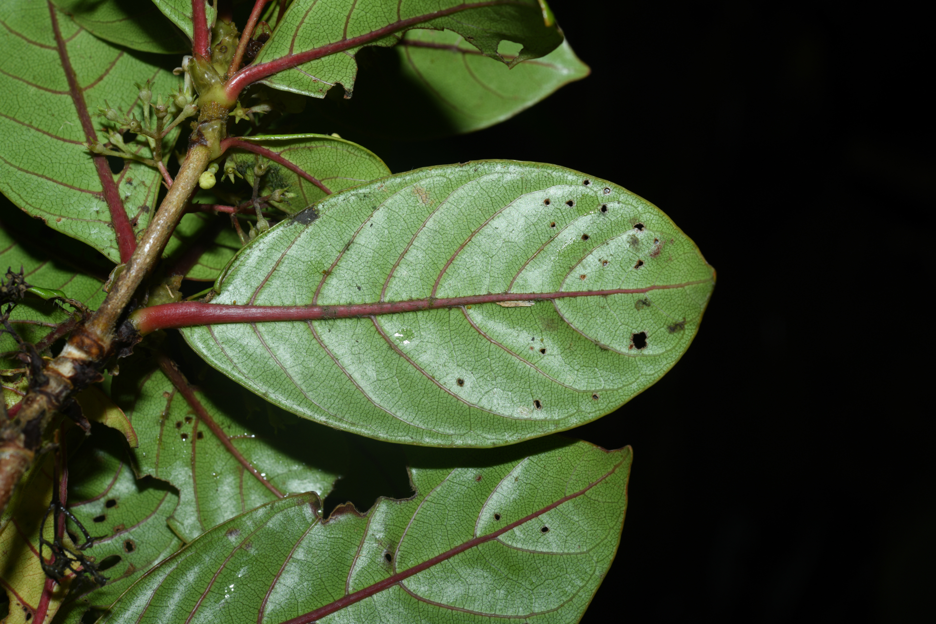 Rondeletia parviflora Poir. - Photo Bivouac Naturaliste