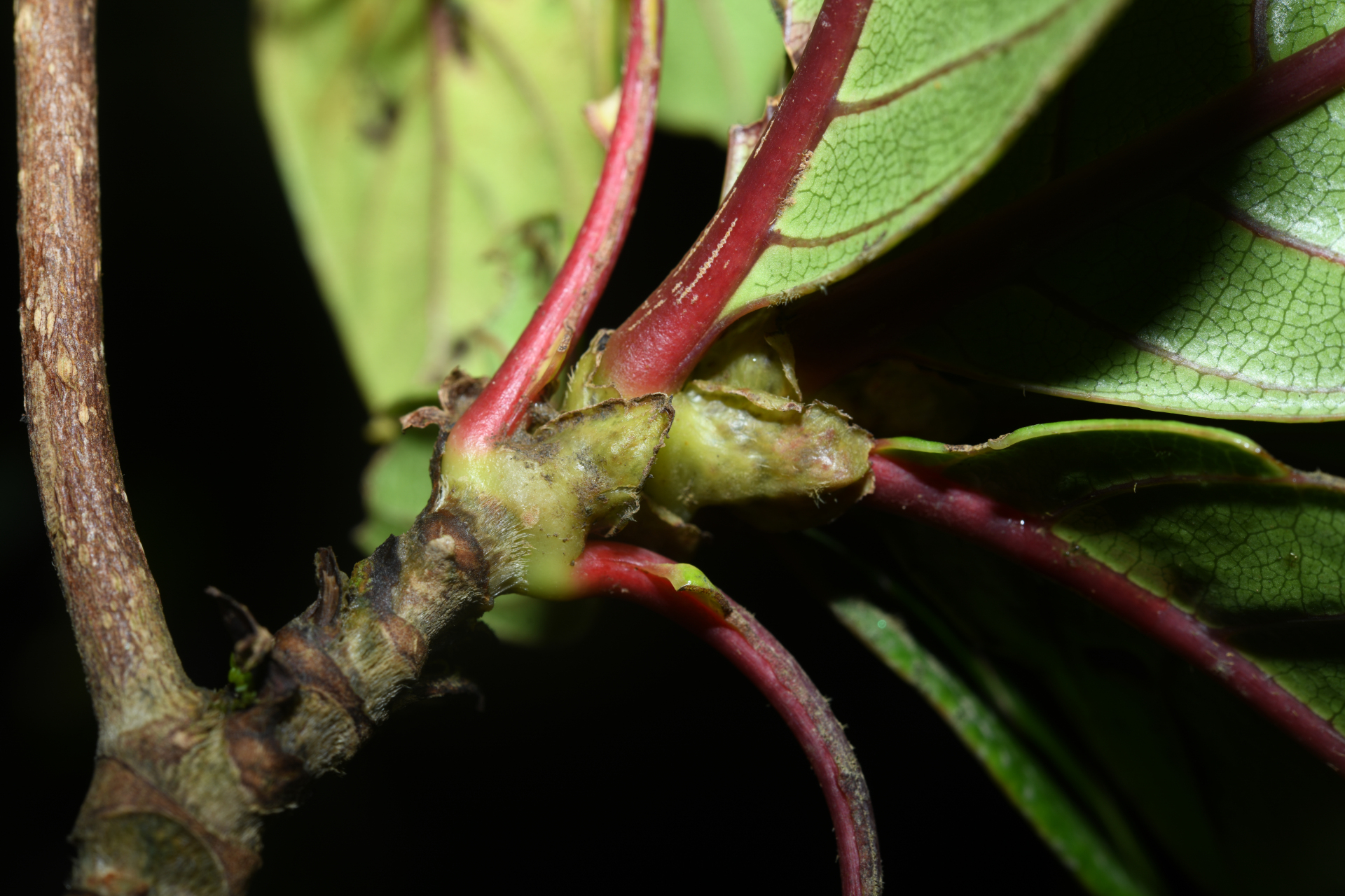 Rondeletia parviflora Poir. - Photo Bivouac Naturaliste