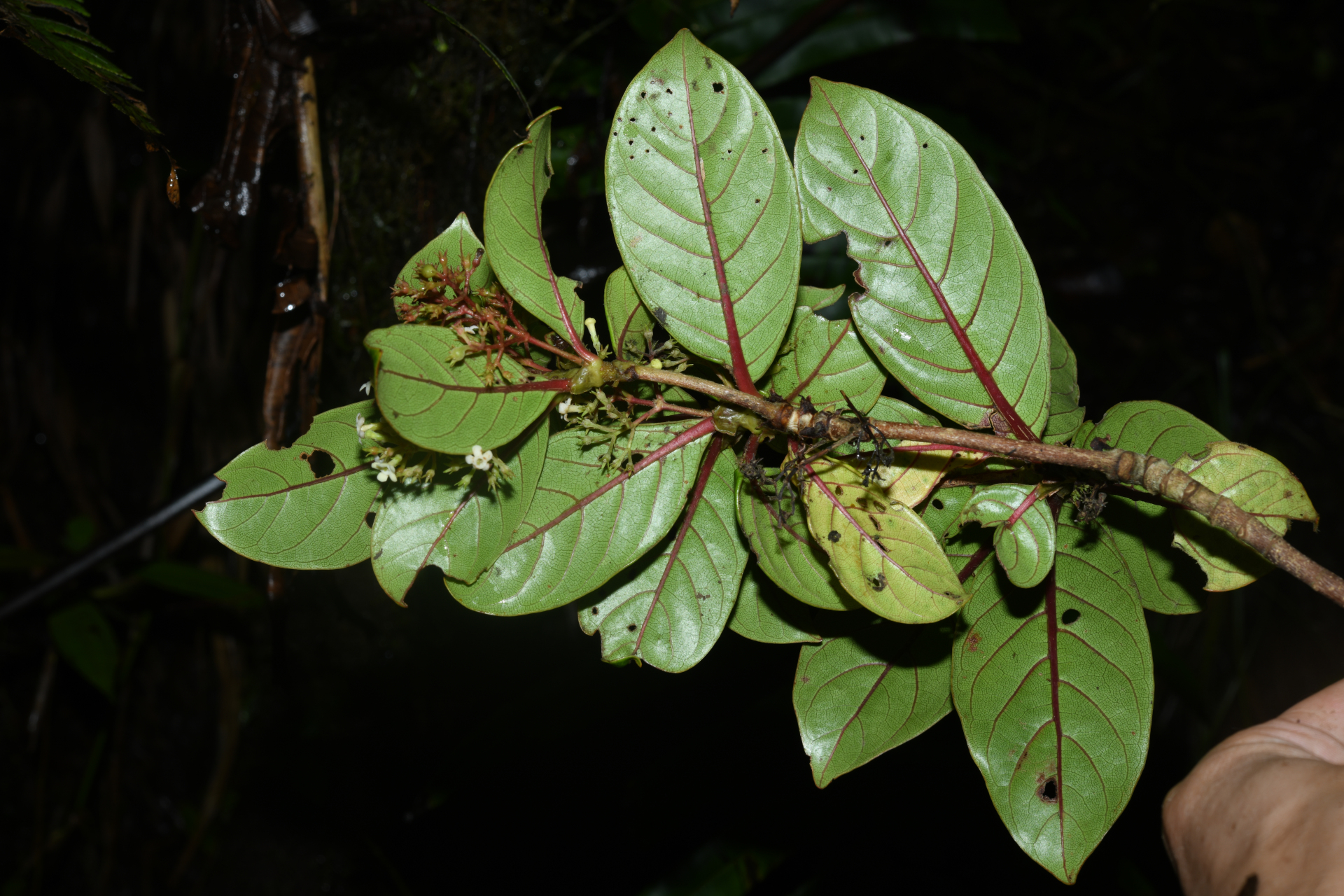Rondeletia parviflora Poir. - Photo Bivouac Naturaliste