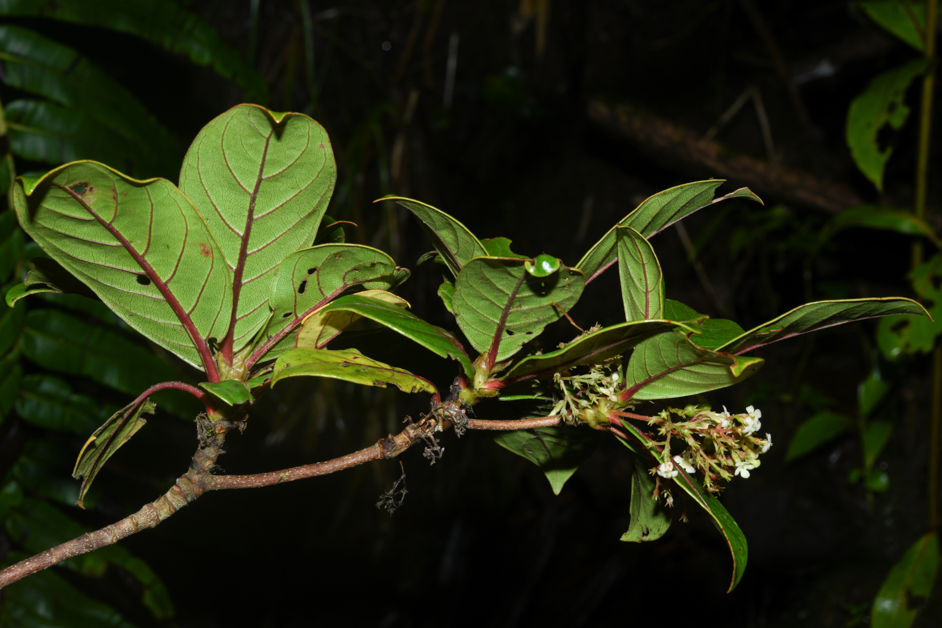 Rondeletia parviflora Poir. - Photo Bivouac Naturaliste