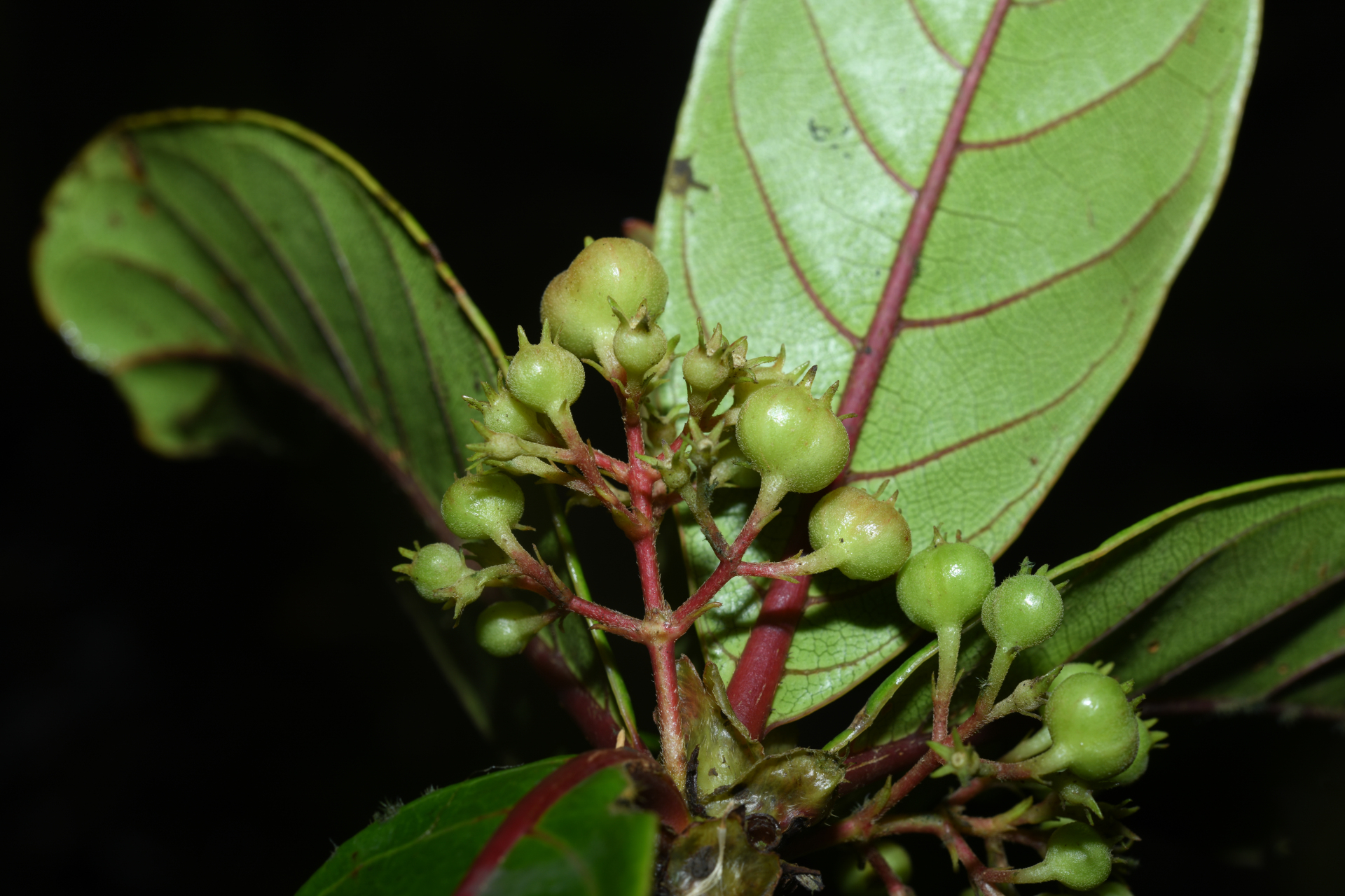 Rondeletia parviflora Poir. - Photo Bivouac Naturaliste