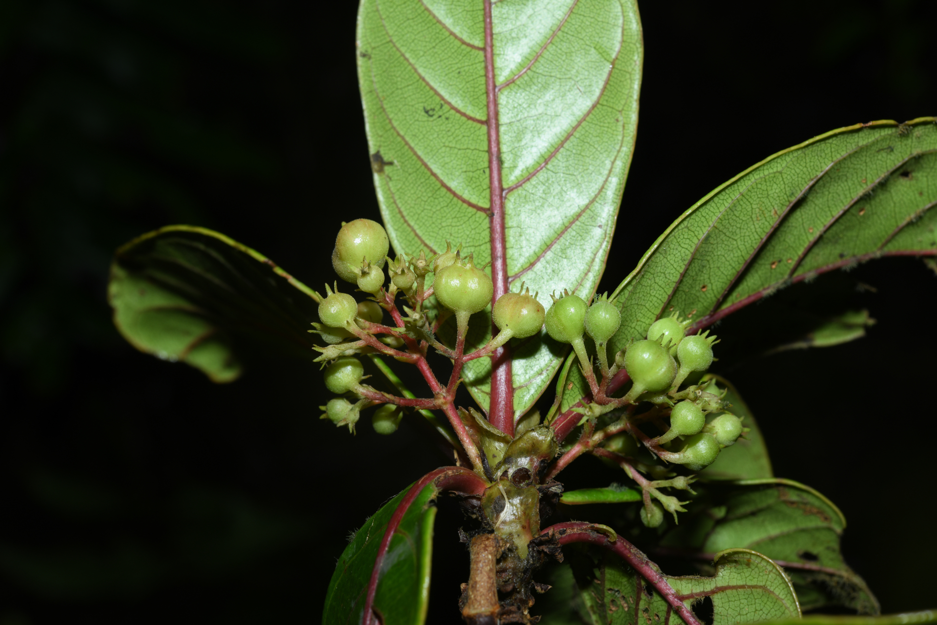 Rondeletia parviflora Poir. - Photo Bivouac Naturaliste