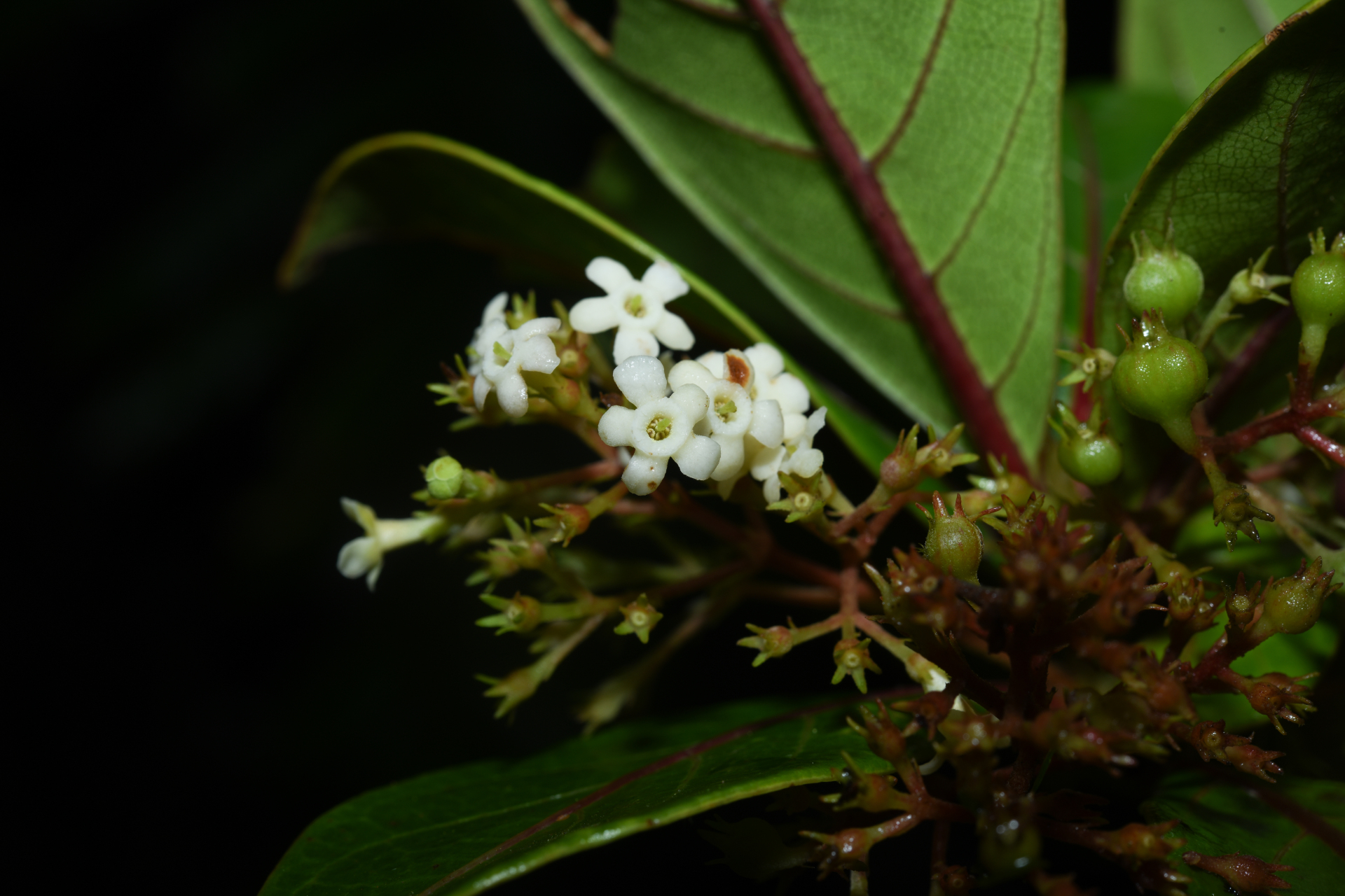 Rondeletia parviflora Poir. - Photo Bivouac Naturaliste